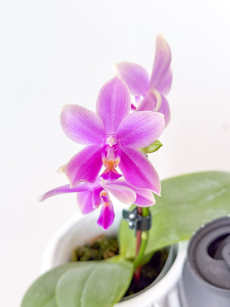 Polychilos Polychilos-Phalaenopsis – Roehampton Orchids