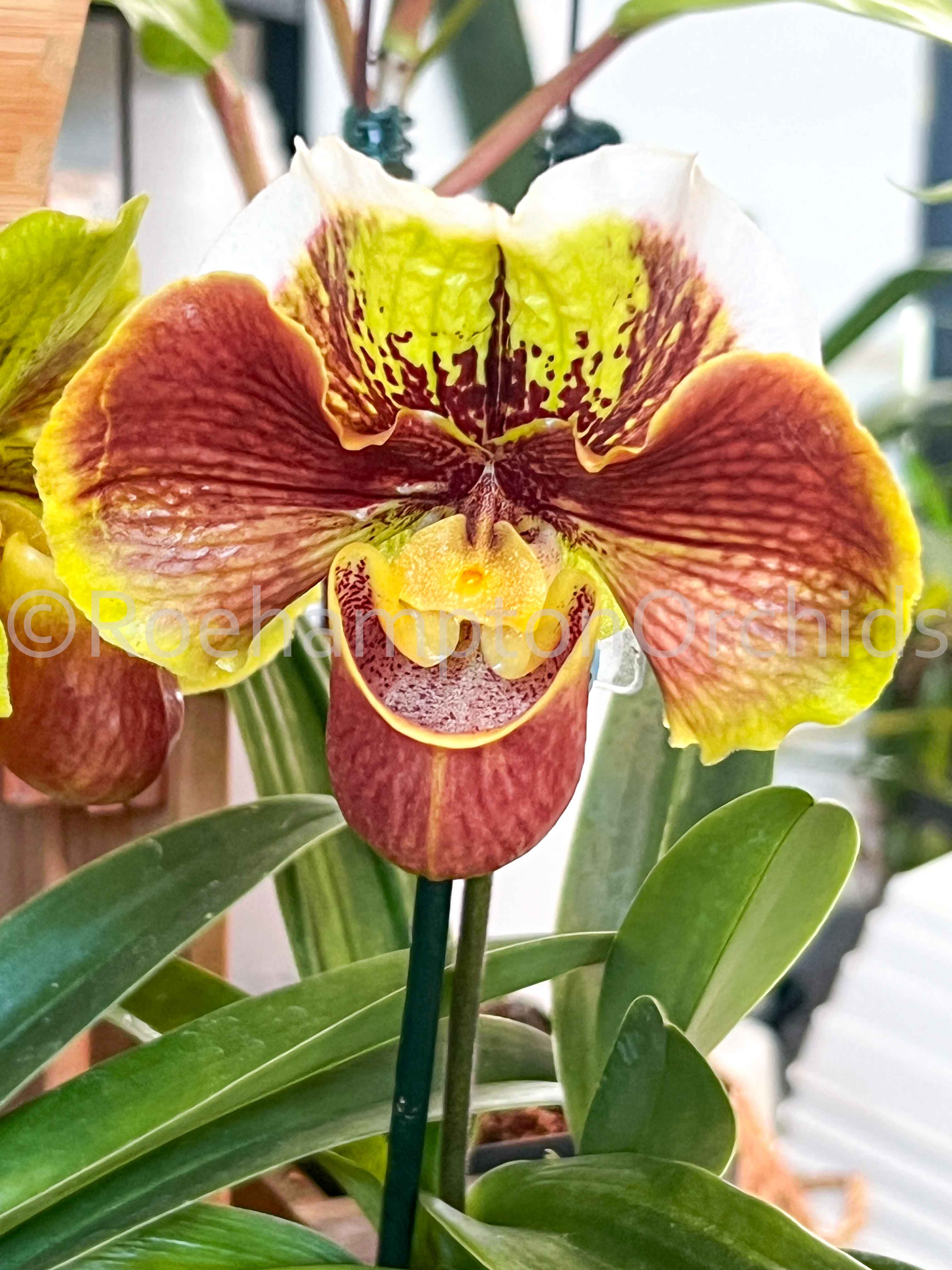 Paph. Bulldog Various Hybrid - Red – Roehampton Orchids