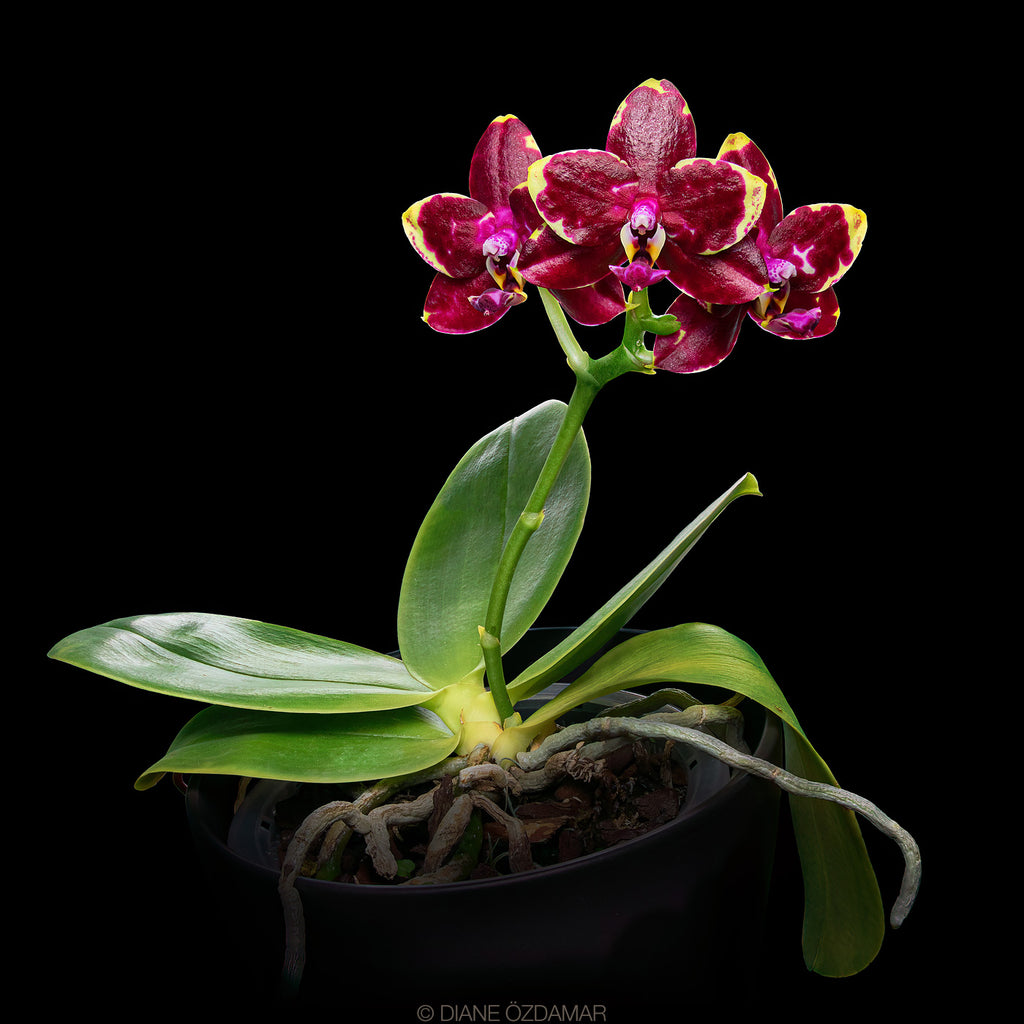 Polychilos Polychilos Phalaenopsis - The 'Summer Star' Subgenus! – Roehampton Orchids