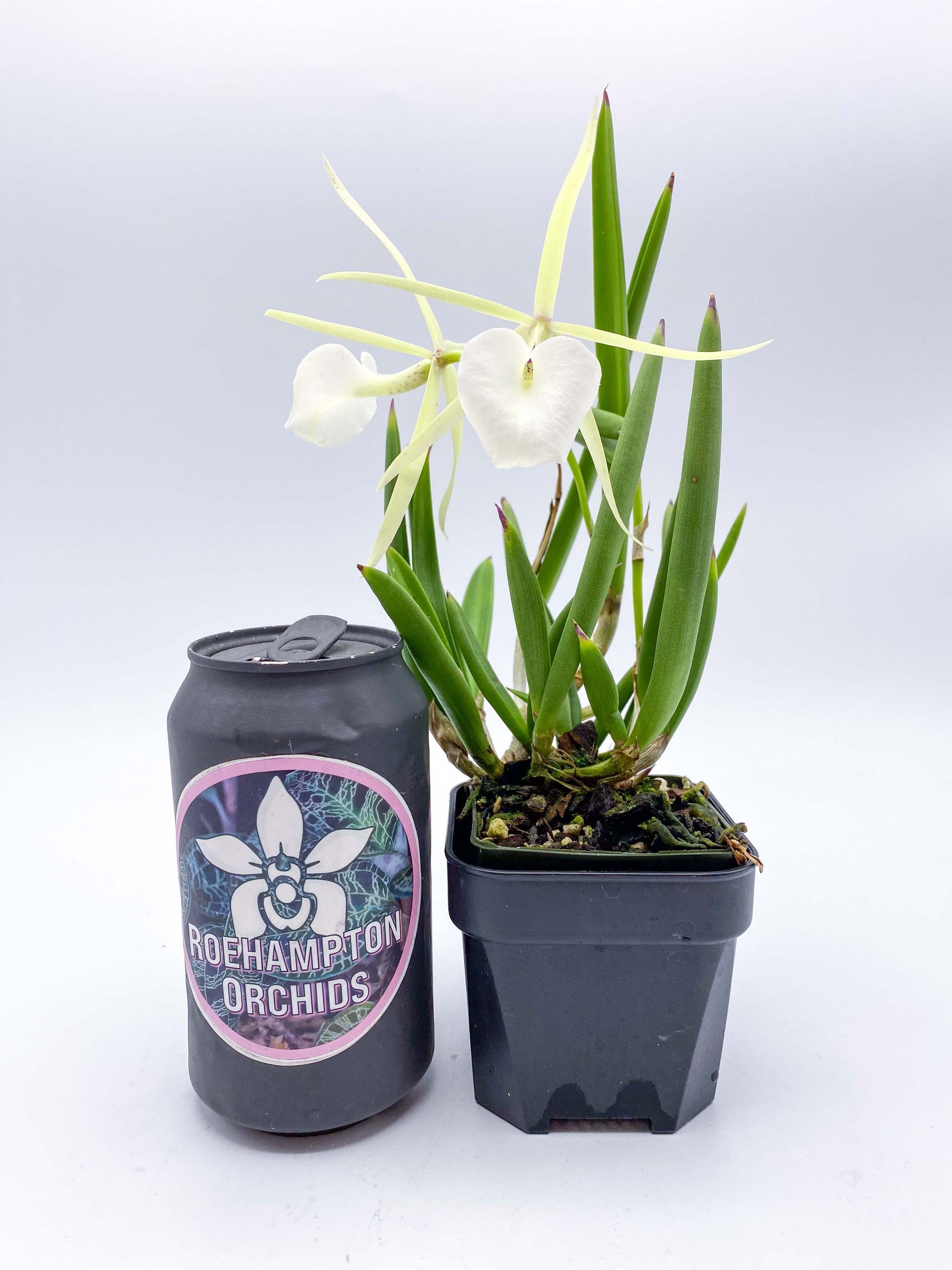 Brassavola nodosa – Roehampton Orchids