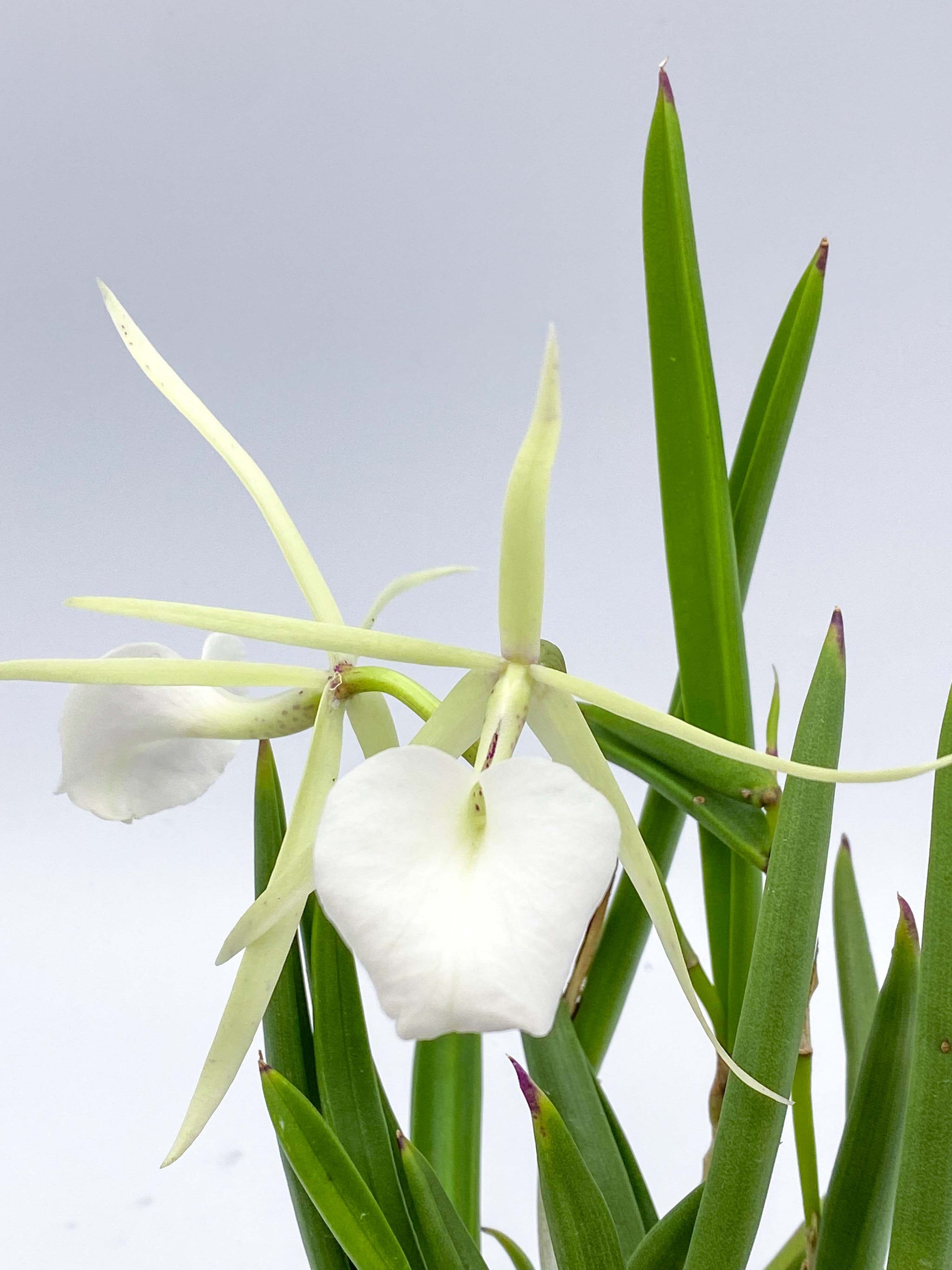 Brassavola nodosa – Roehampton Orchids