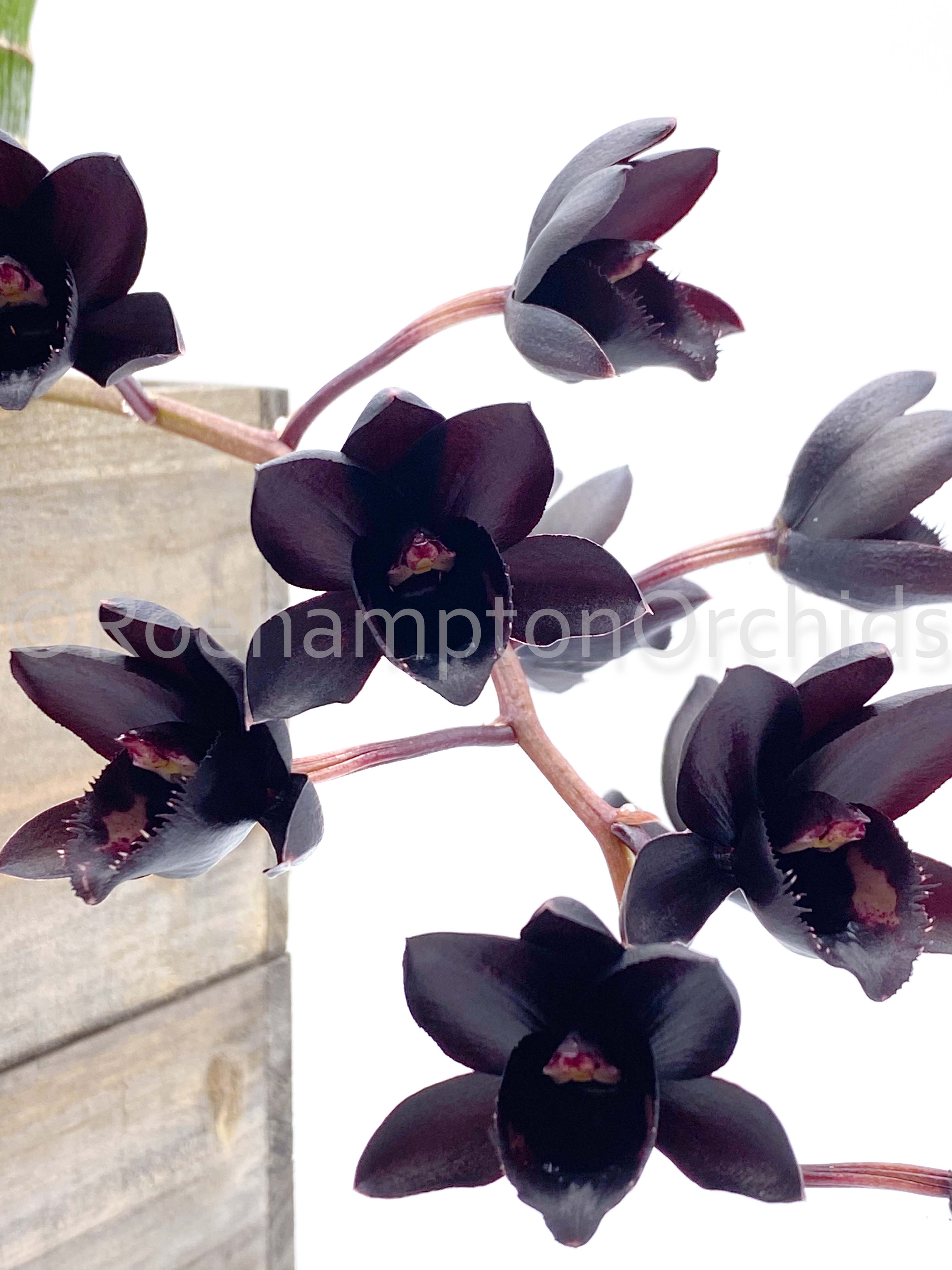 FDK After Dark 'SVO Black Pearl' FCC/AOS – Roehampton Orchids