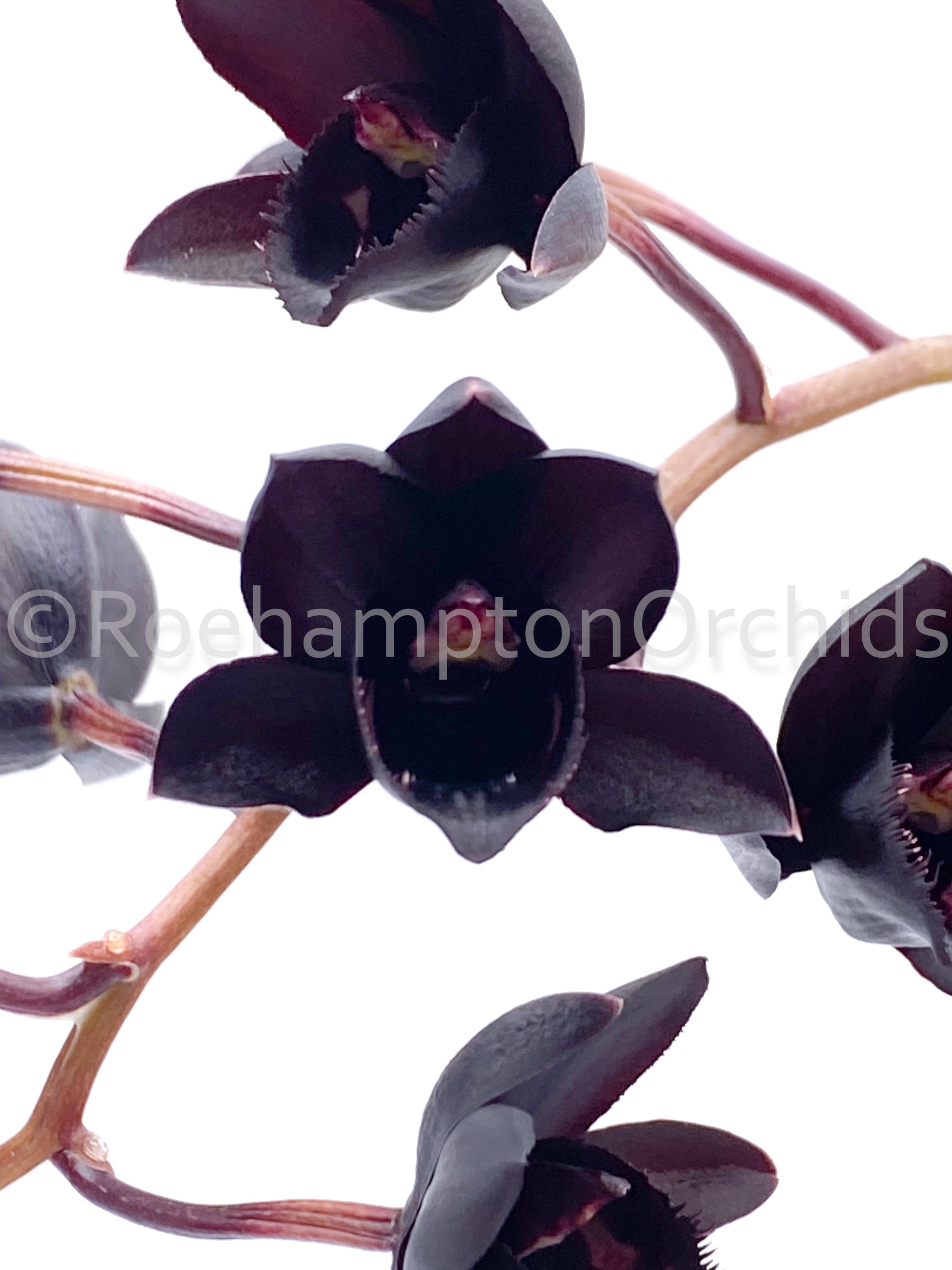 Noir fleurir / DEFLOWER 限定配布盤　デフラワー Noir fleurir / DEFLOWER 限定配布盤 デフラワー Noir Fleurir