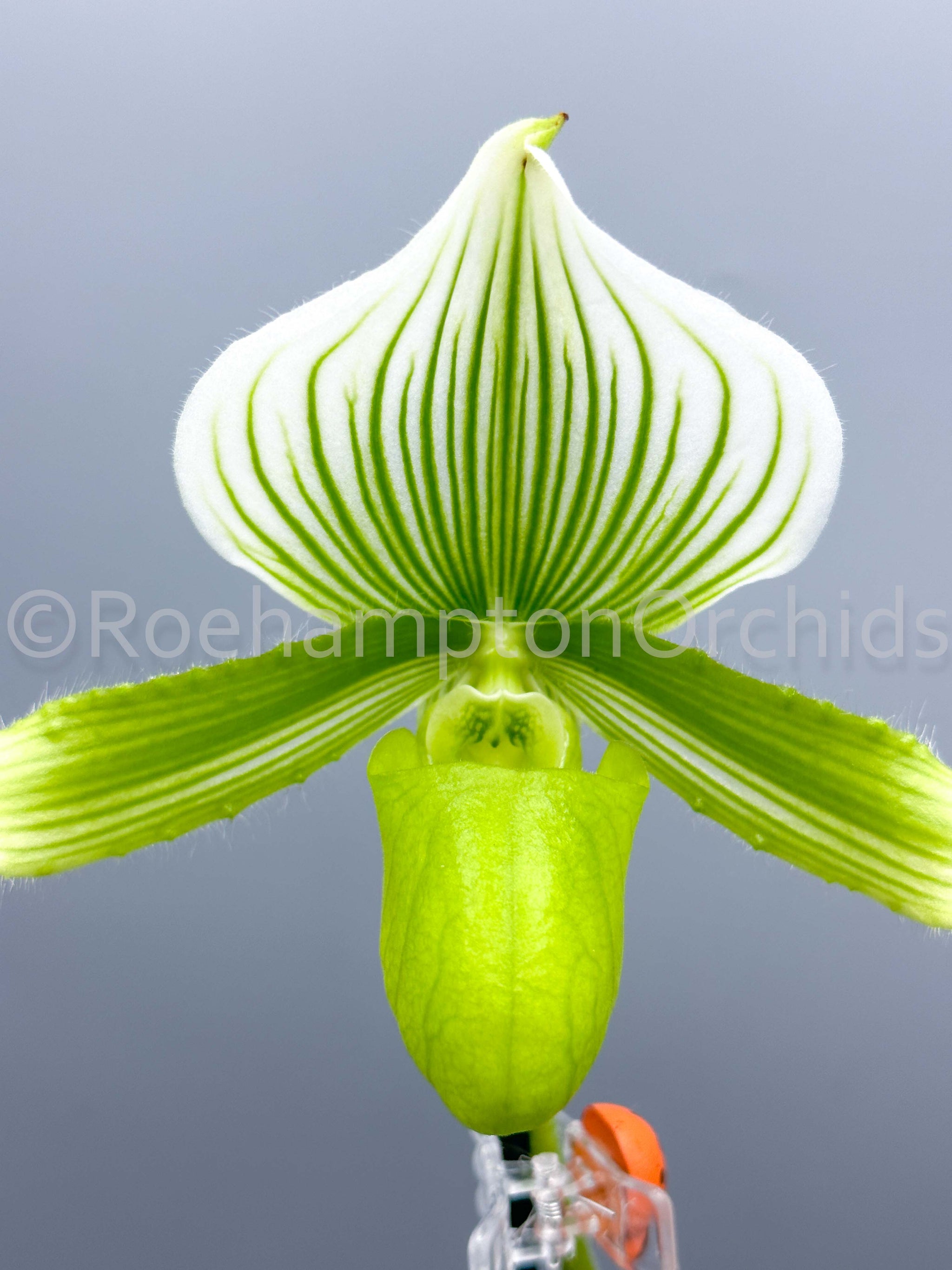 Paph. Yi-Ying Green Coral – Roehampton Orchids