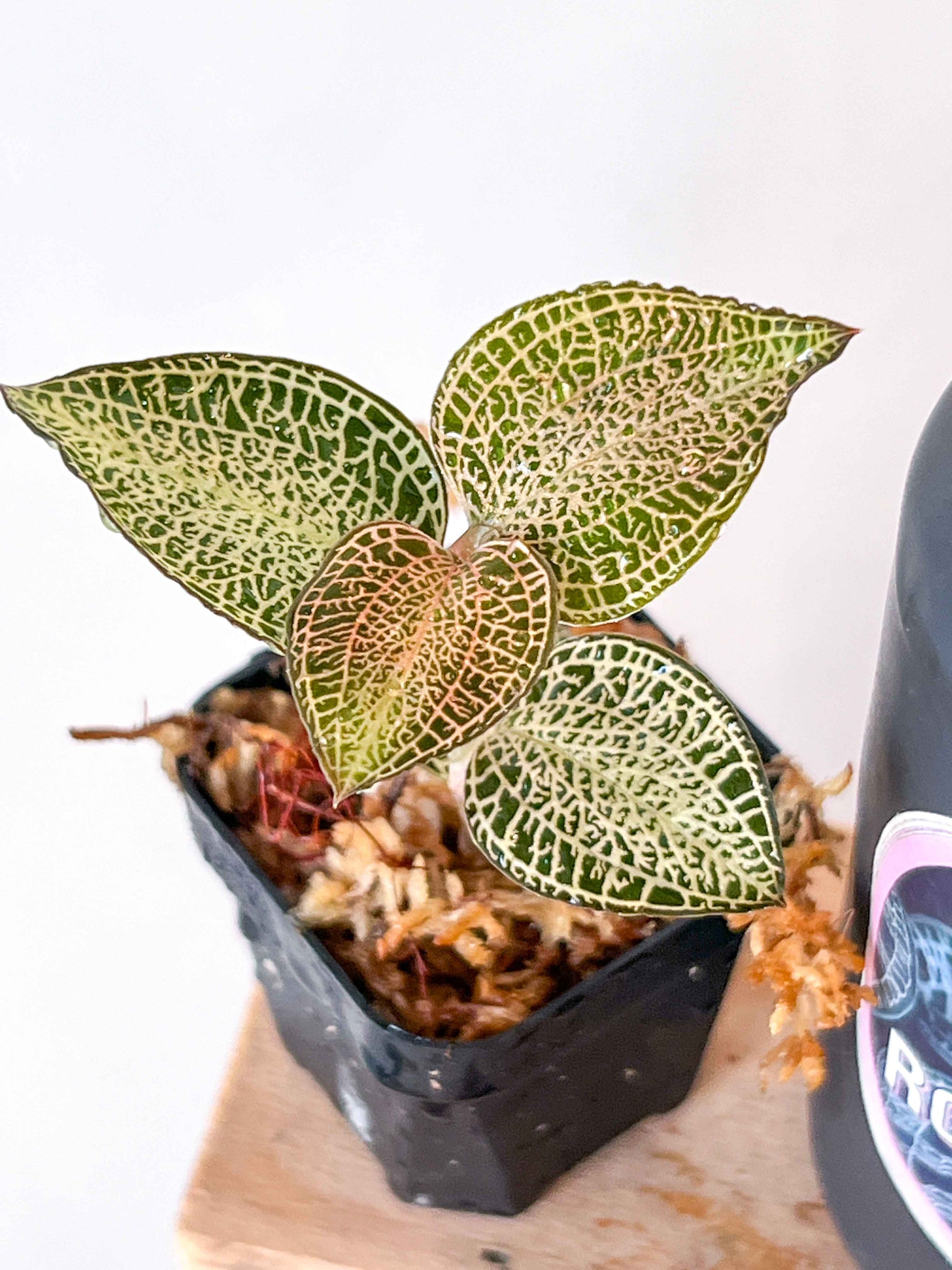 Anoectochilus roxburghii 'White Gold' – Roehampton Orchids