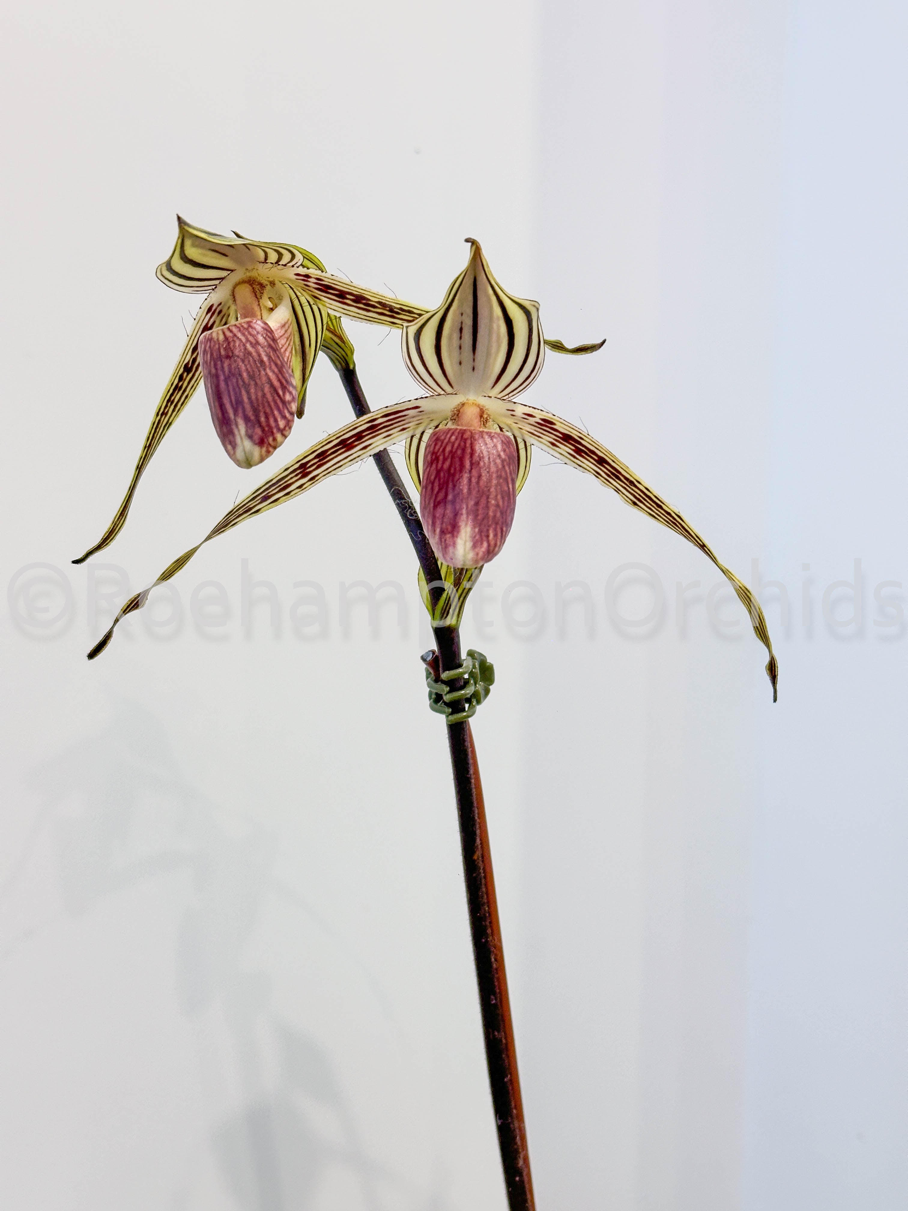 Paph. Lady Isabel – Roehampton Orchids