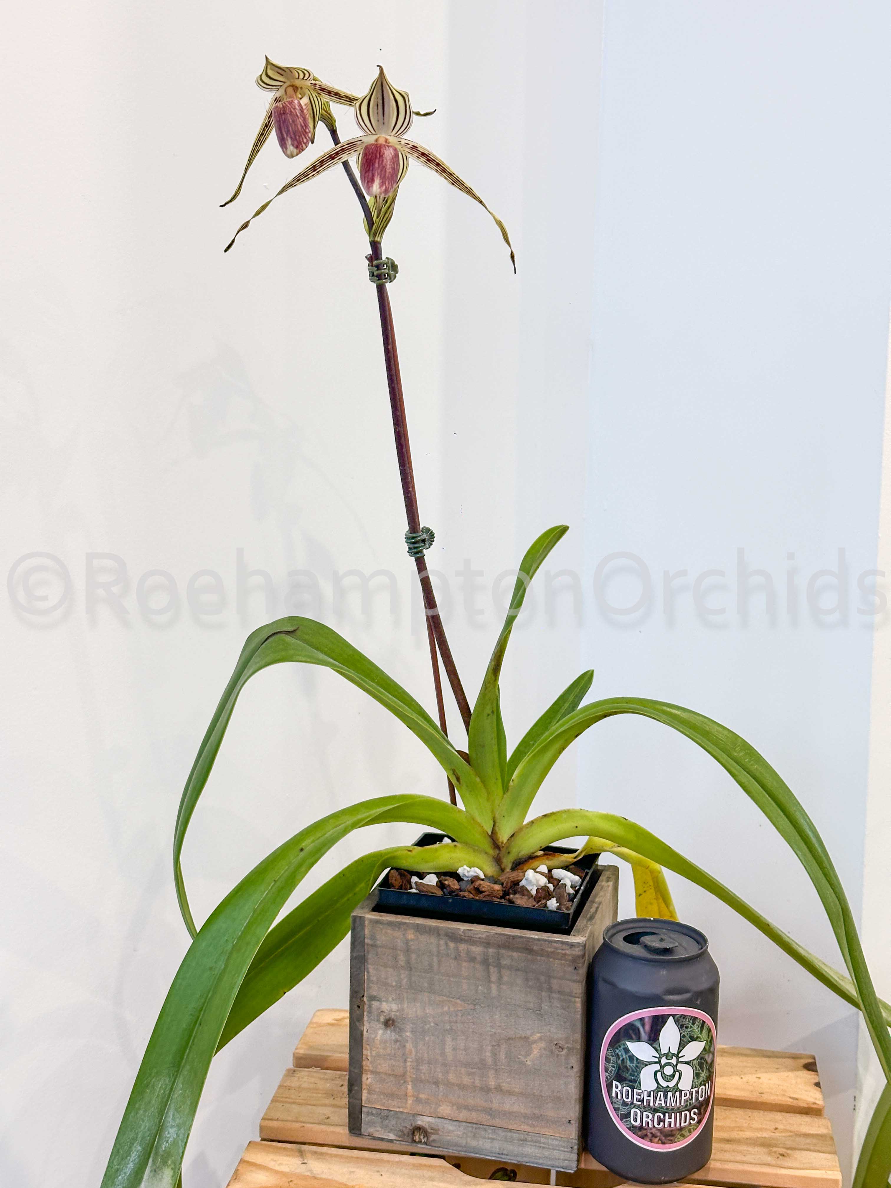 Paph. Lady Isabel – Roehampton Orchids