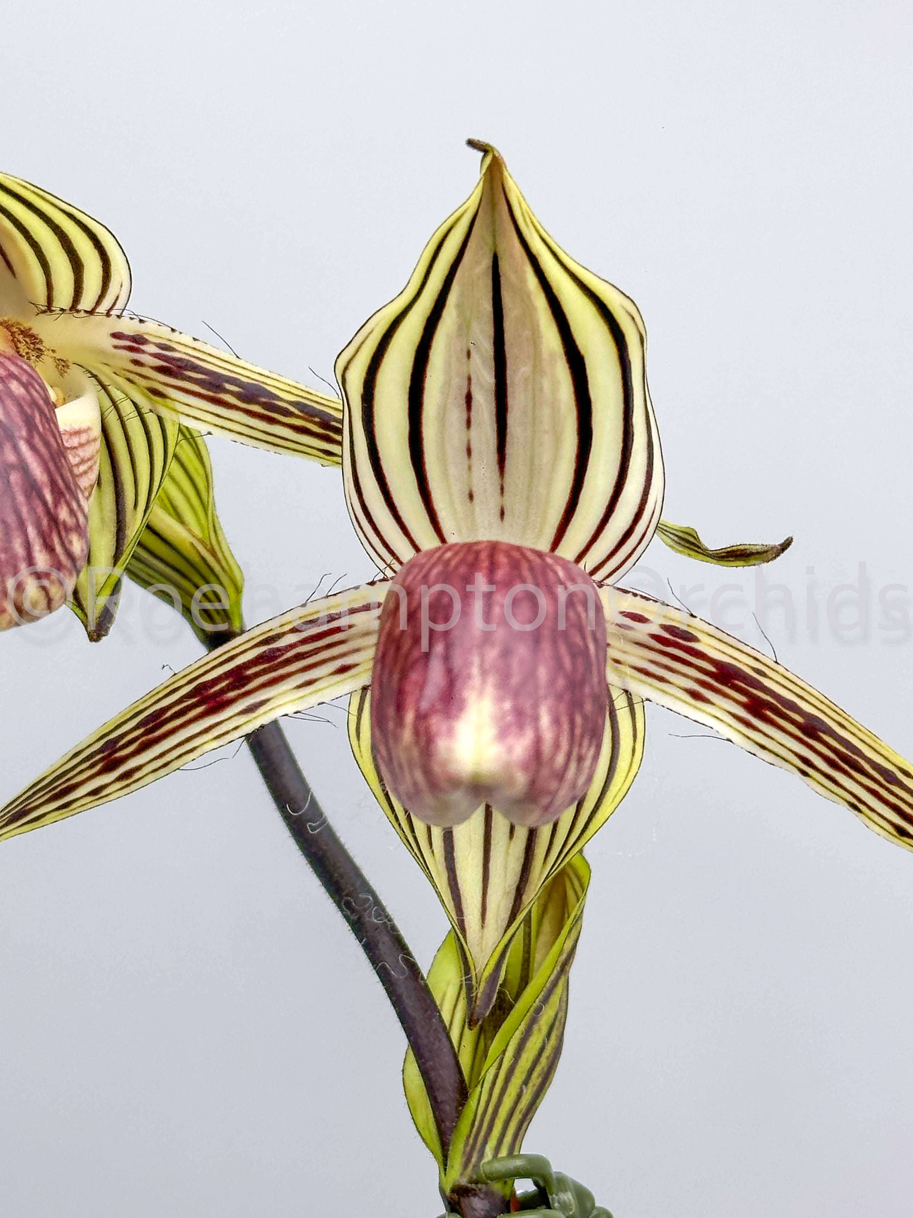Paph. Lady Isabel – Roehampton Orchids