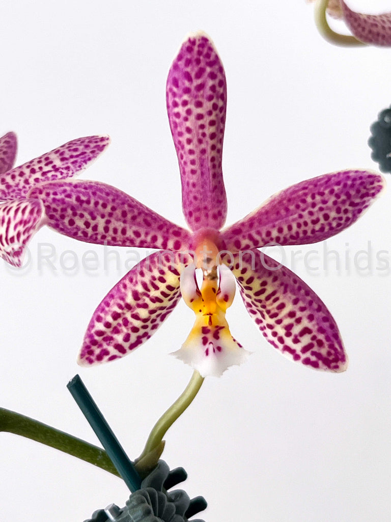 Polychilos Polychilos-Phalaenopsis – Roehampton Orchids