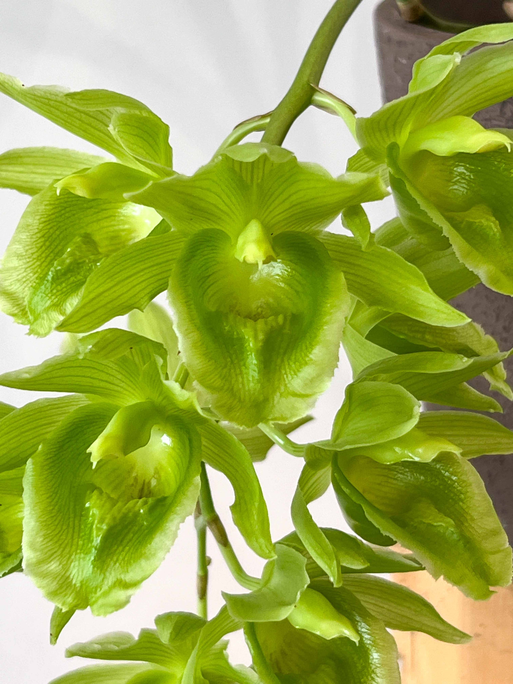 SVO 実生 グリーン系 タケノコ蘭 カタセタム Clowesetum SVO 実生 グリーン系 タケノコ蘭 カタセタム Clowesetum タケノコ蘭