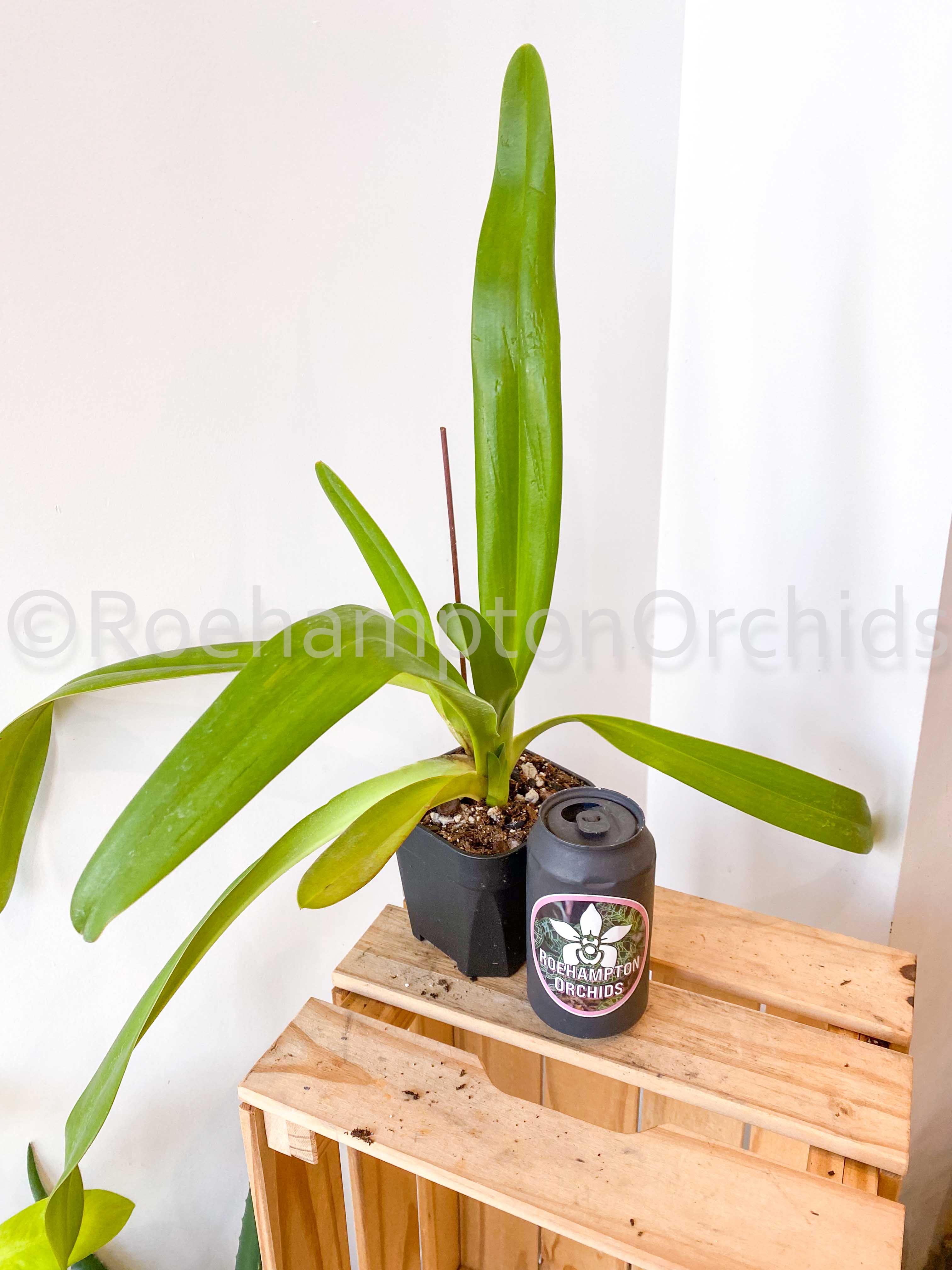 Paph. Lady Isabel x lowii – Roehampton Orchids