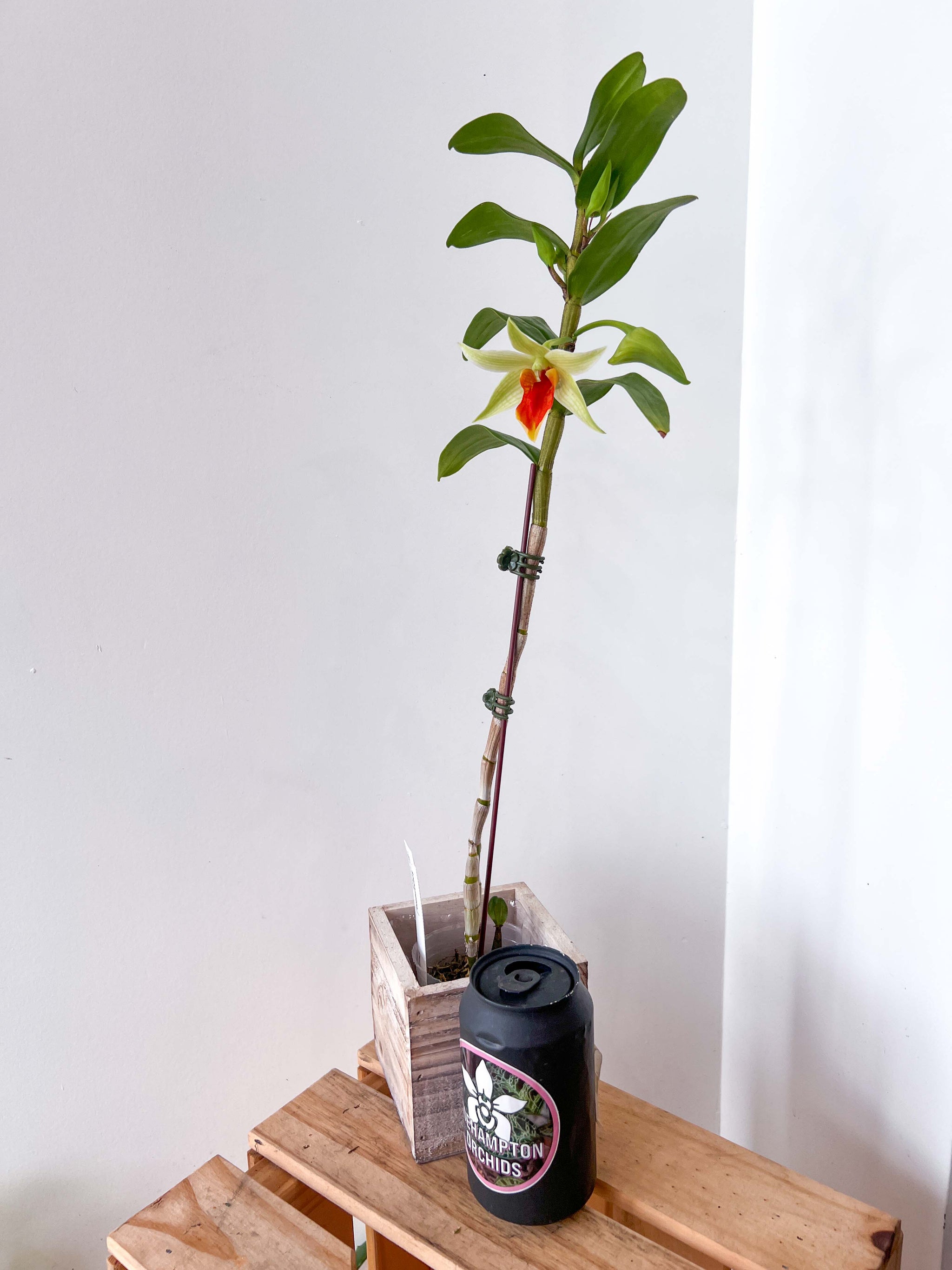 Den. Jiaho Delight – Roehampton Orchids