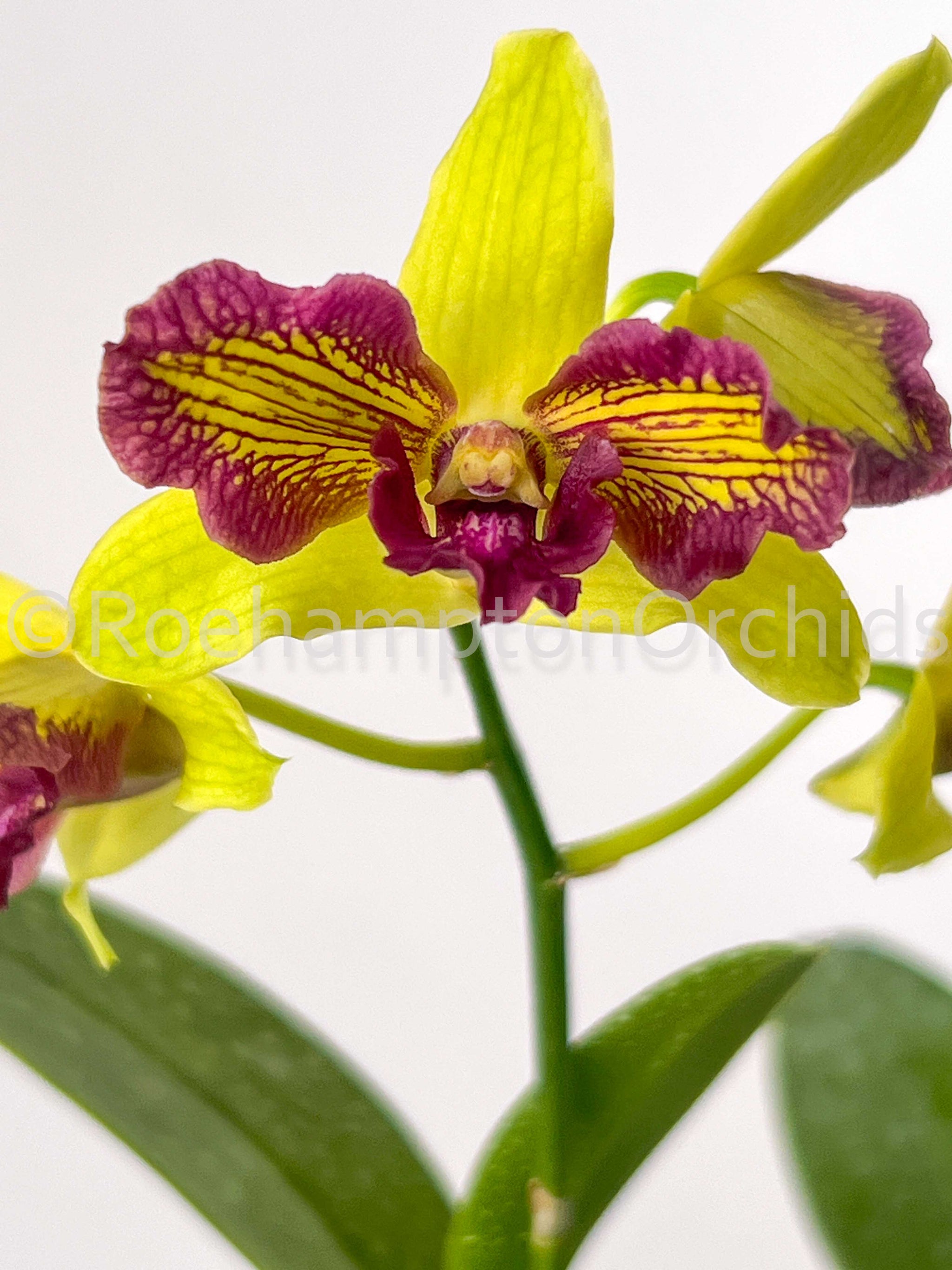 Den Thongchai Gold 'Mutation' – Roehampton Orchids
