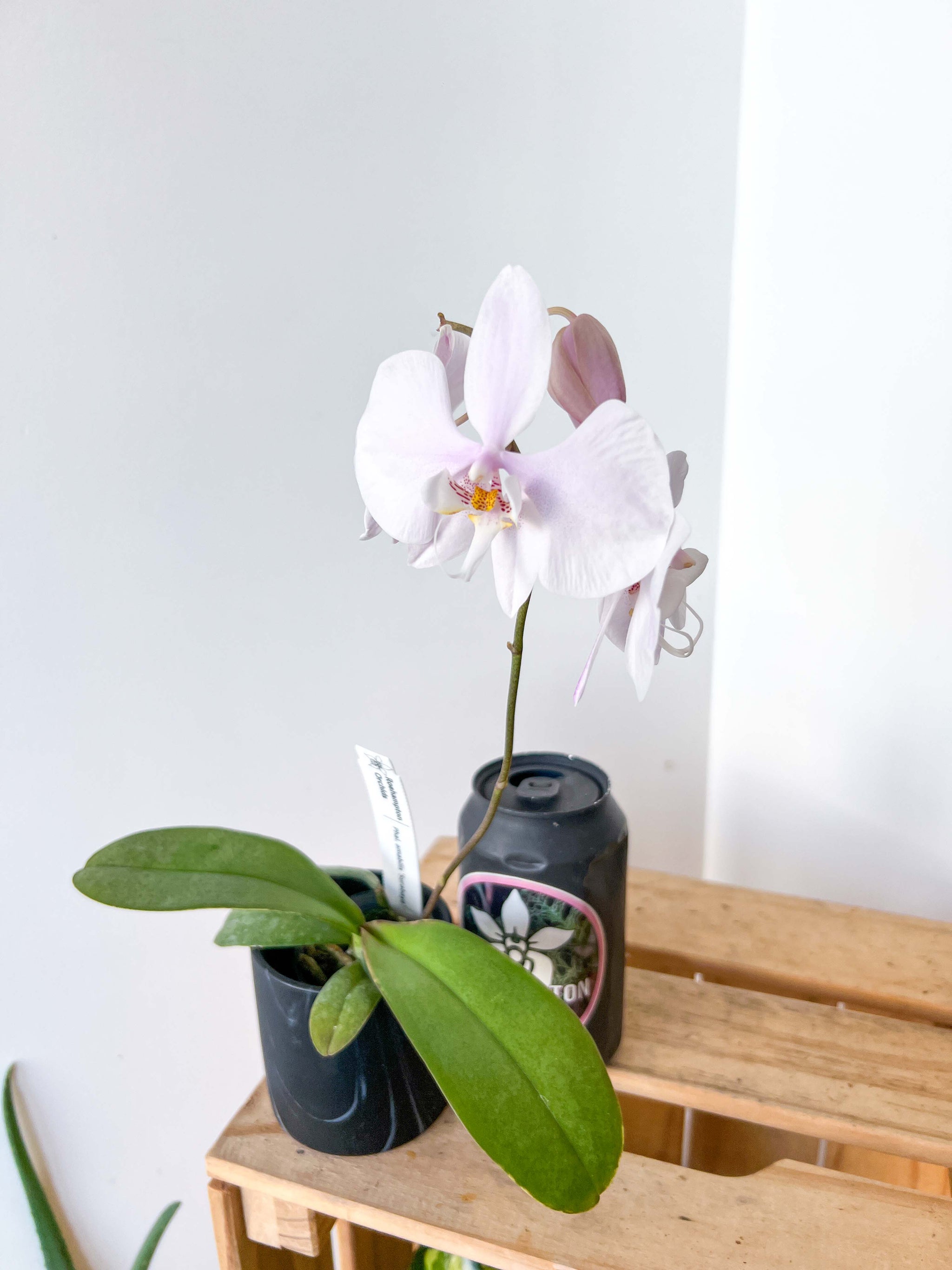 【NK】Phal.amabilis v.New Guinea 銀葉芳香個体self苗2019/07/27【洋蘭 原種 胡蝶蘭】 Phalaenopsis amabilis subsp. rosenstromii - orchidroots