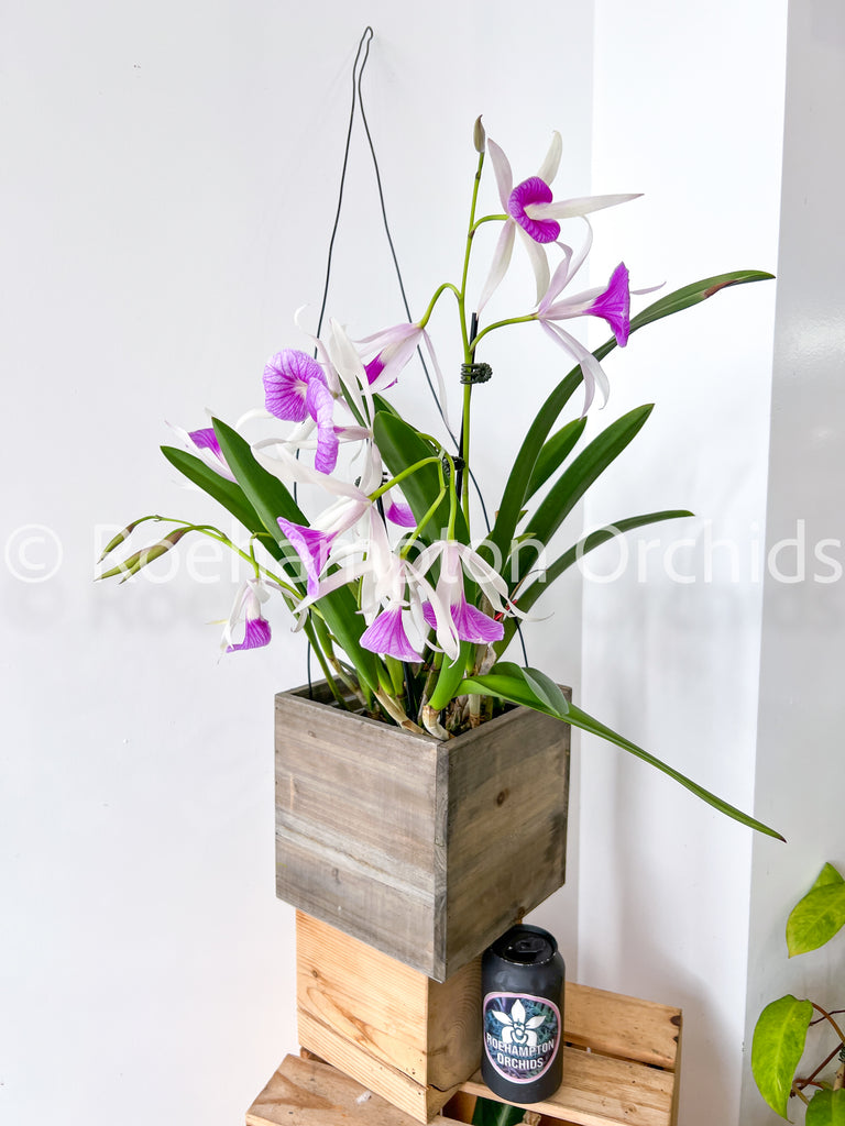 Bc. Morning Glory 'Valentine Kiss' – Roehampton Orchids