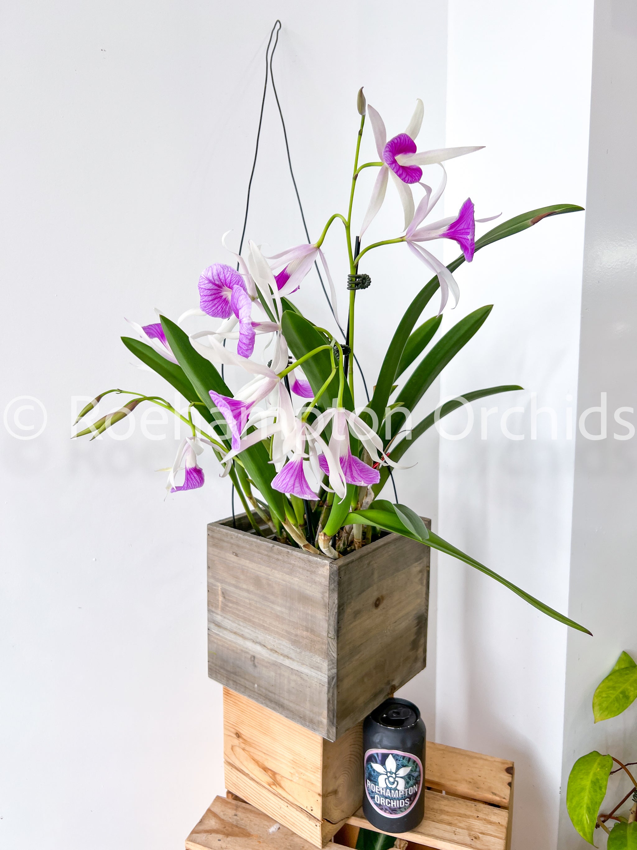 Bc. Morning Glory 'Valentine Kiss' – Roehampton Orchids