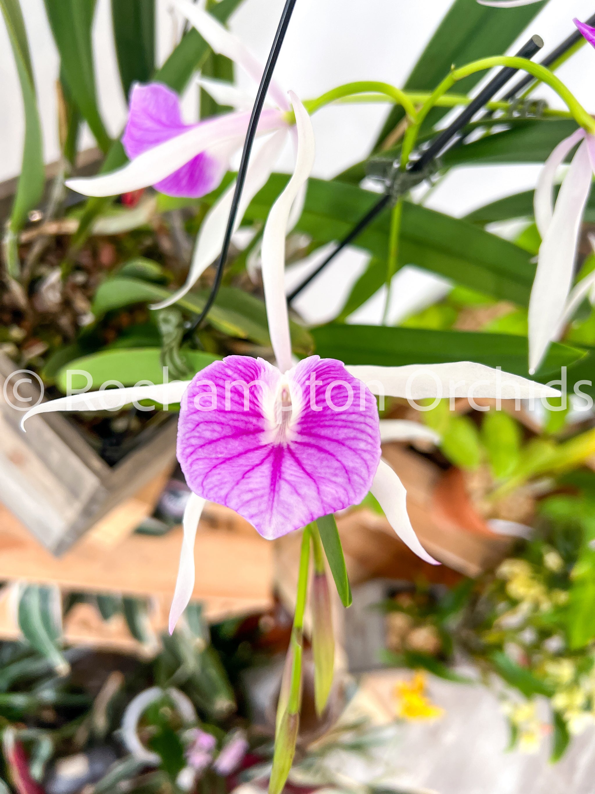 Bc. Morning Glory 'Valentine Kiss' – Roehampton Orchids