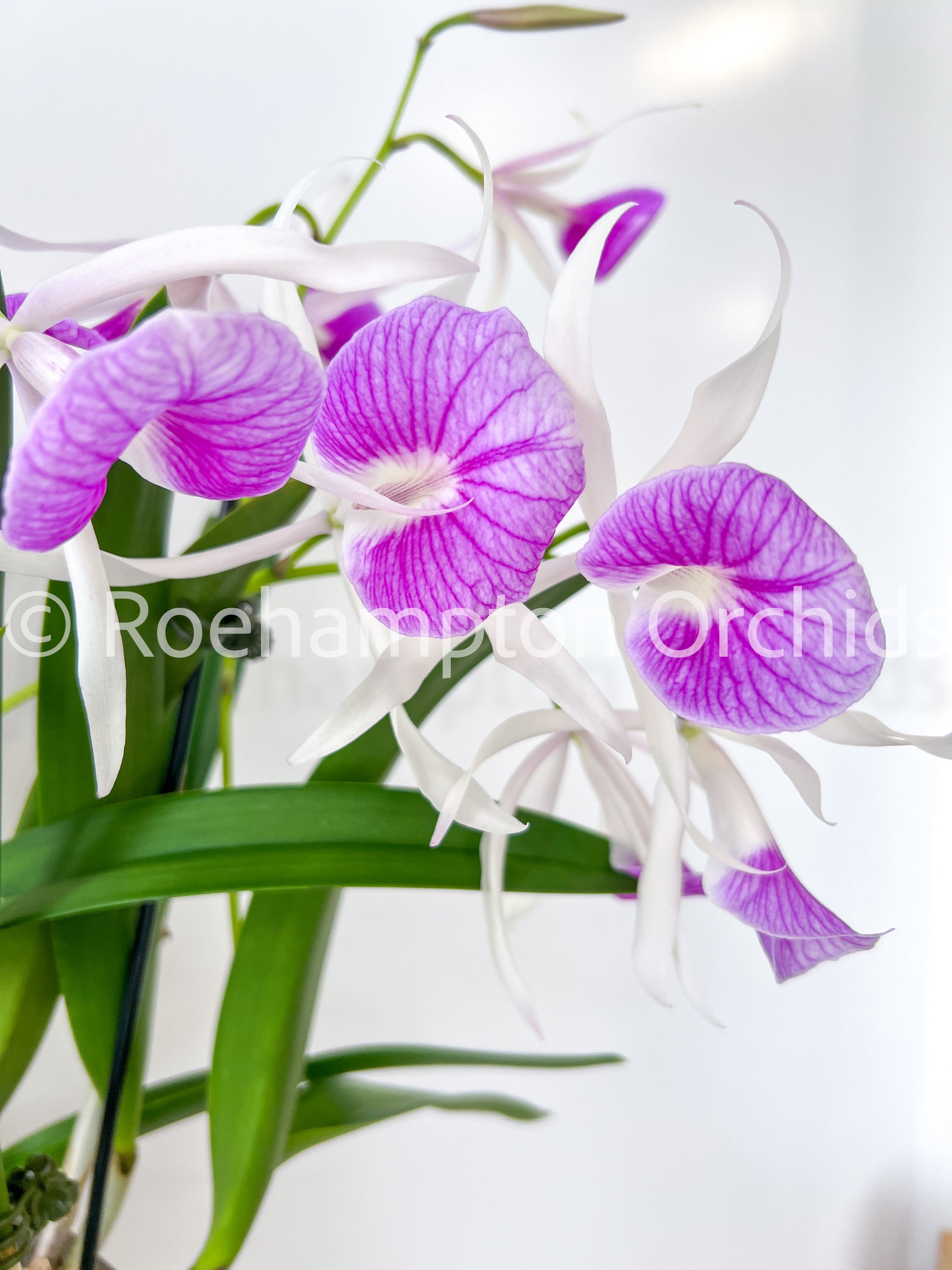 Bc. Morning Glory 'Valentine Kiss' – Roehampton Orchids