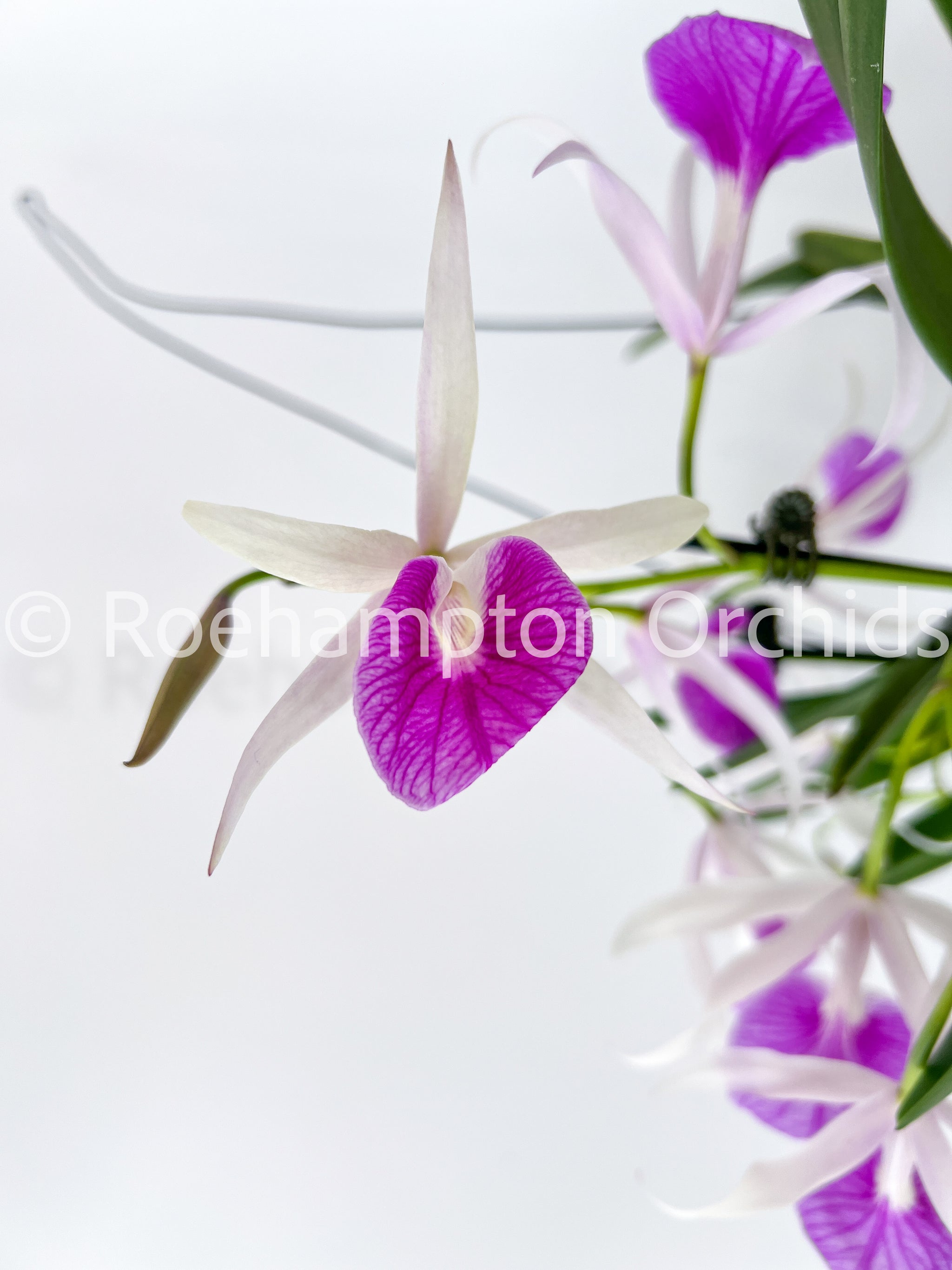 Bc. Morning Glory 'Valentine Kiss' – Roehampton Orchids