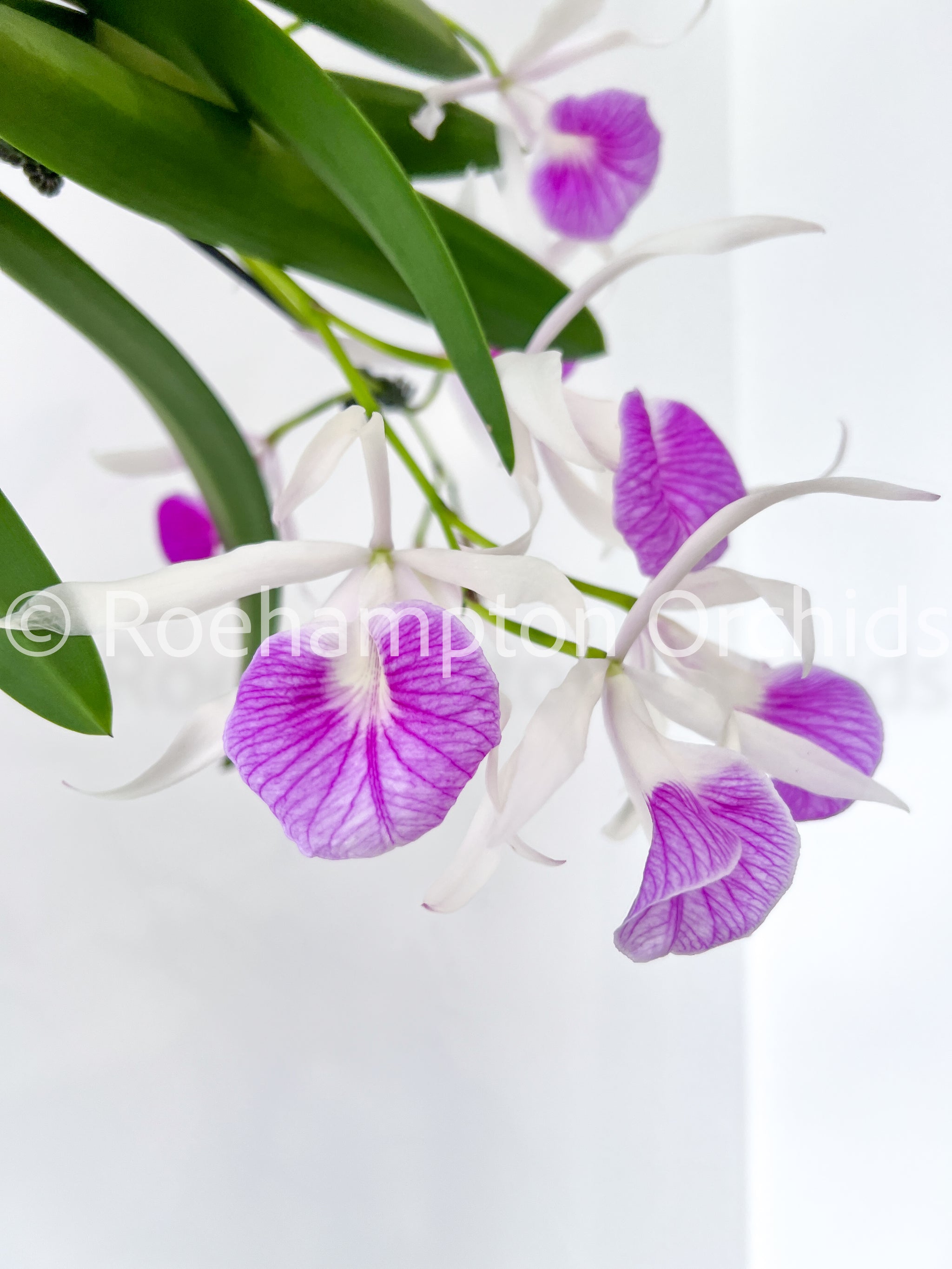 Bc. Morning Glory 'Valentine Kiss' – Roehampton Orchids