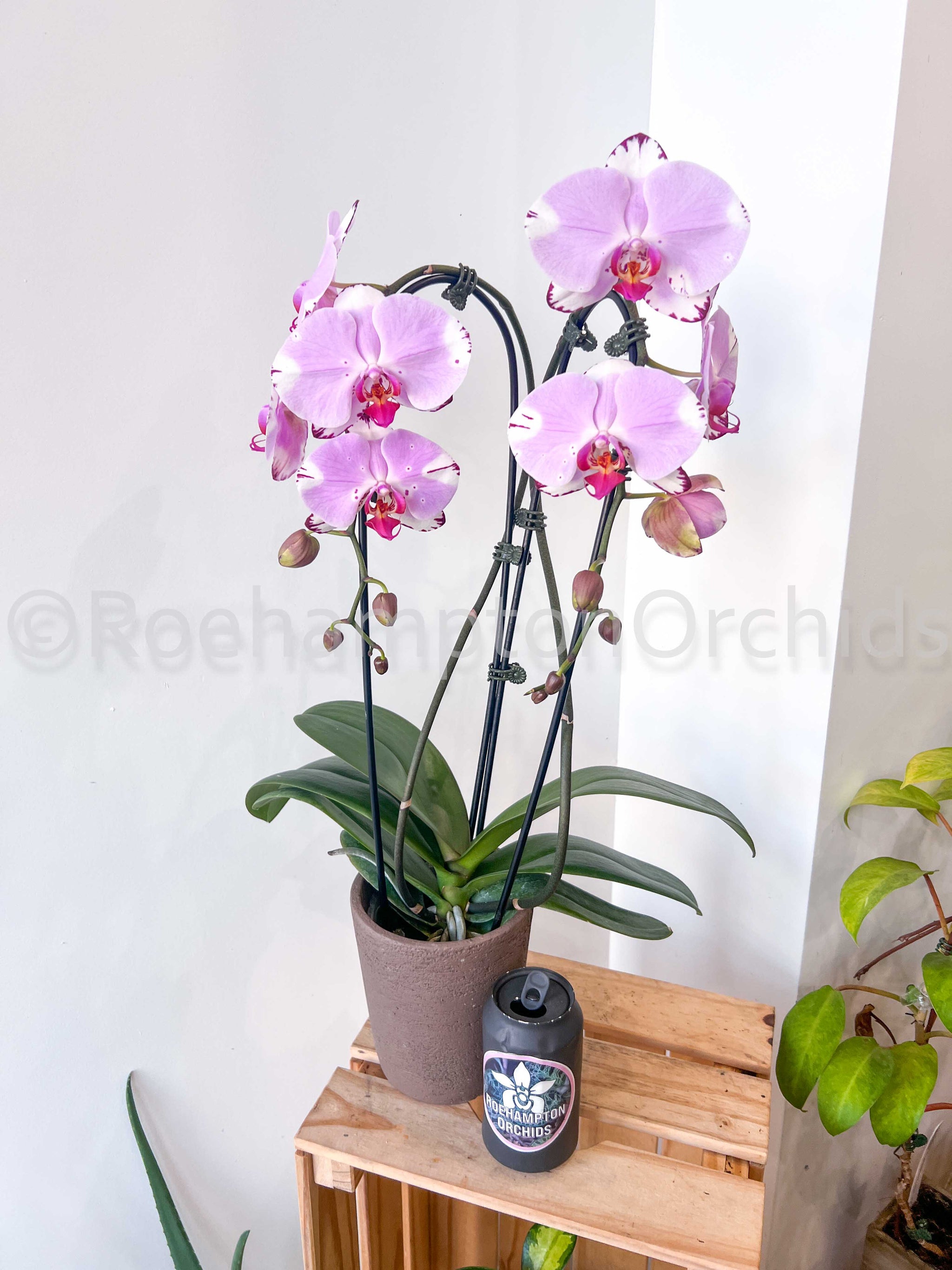 Phal. Art Nouveau – Roehampton Orchids