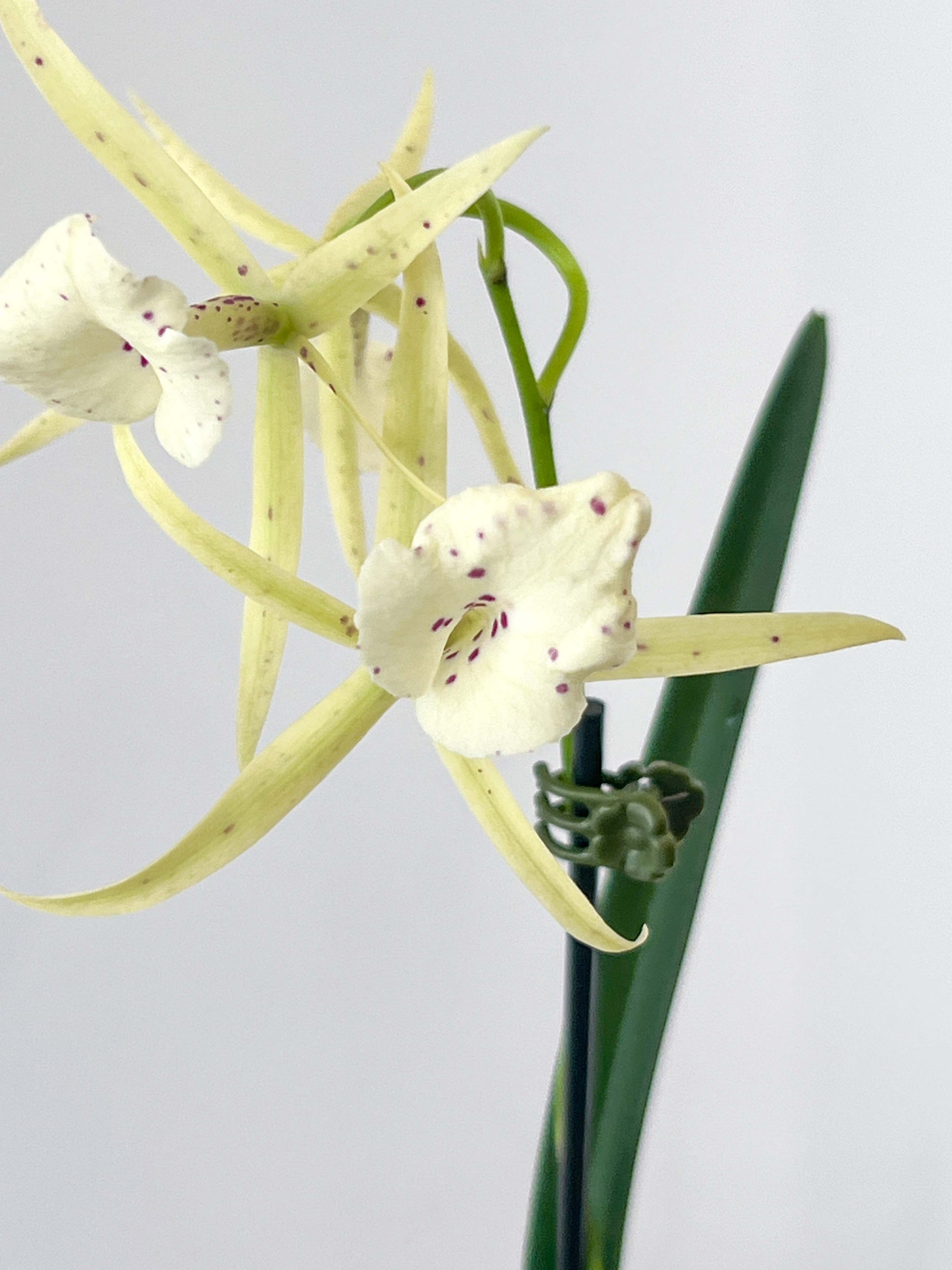 Bc. Yellow Bird 'Tigertail' AM/AOS – Roehampton Orchids