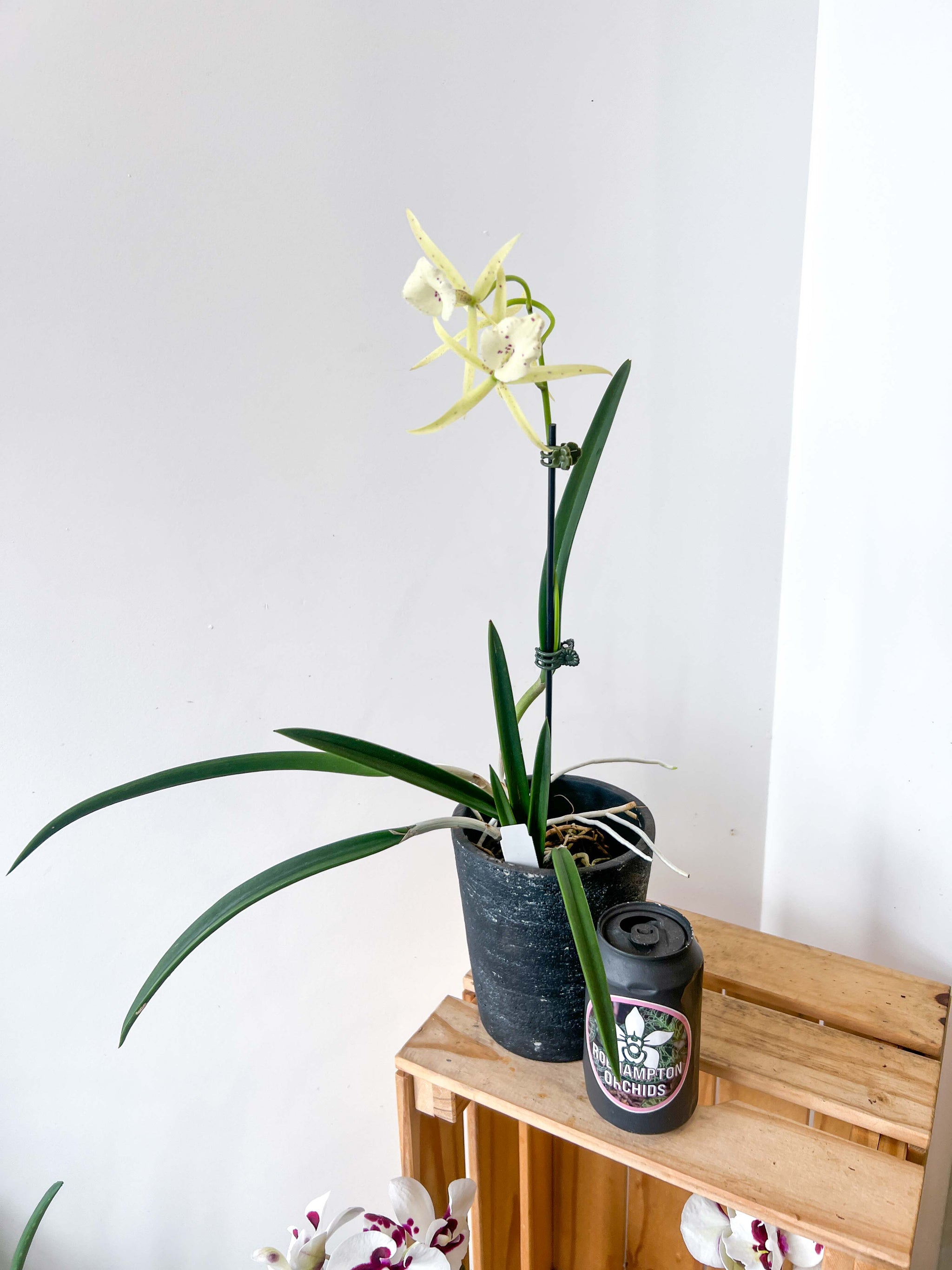 Bc. Yellow Bird 'Tigertail' AM/AOS – Roehampton Orchids