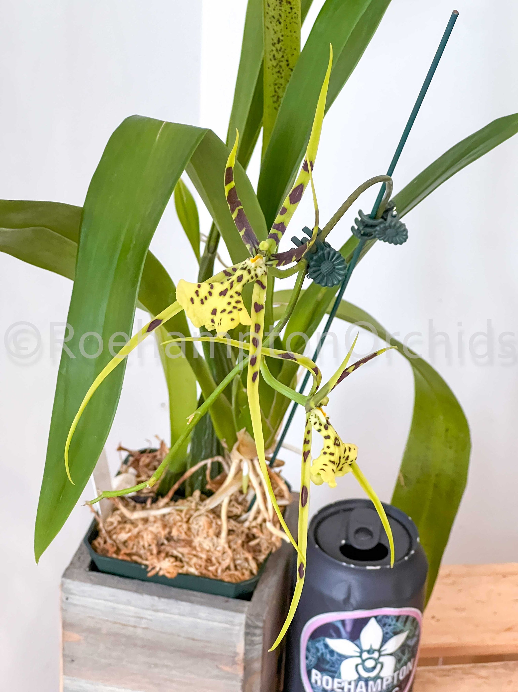 Brassia Rex – Roehampton Orchids