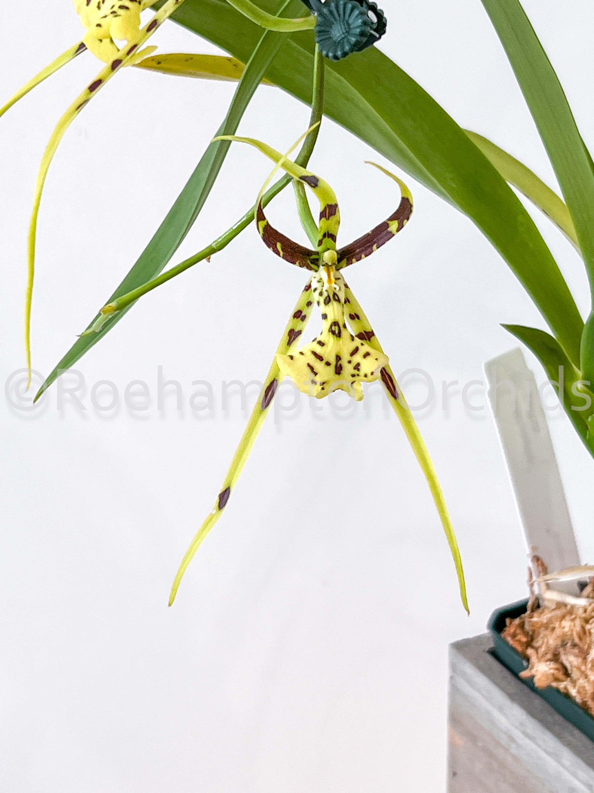 Brassia Rex – Roehampton Orchids
