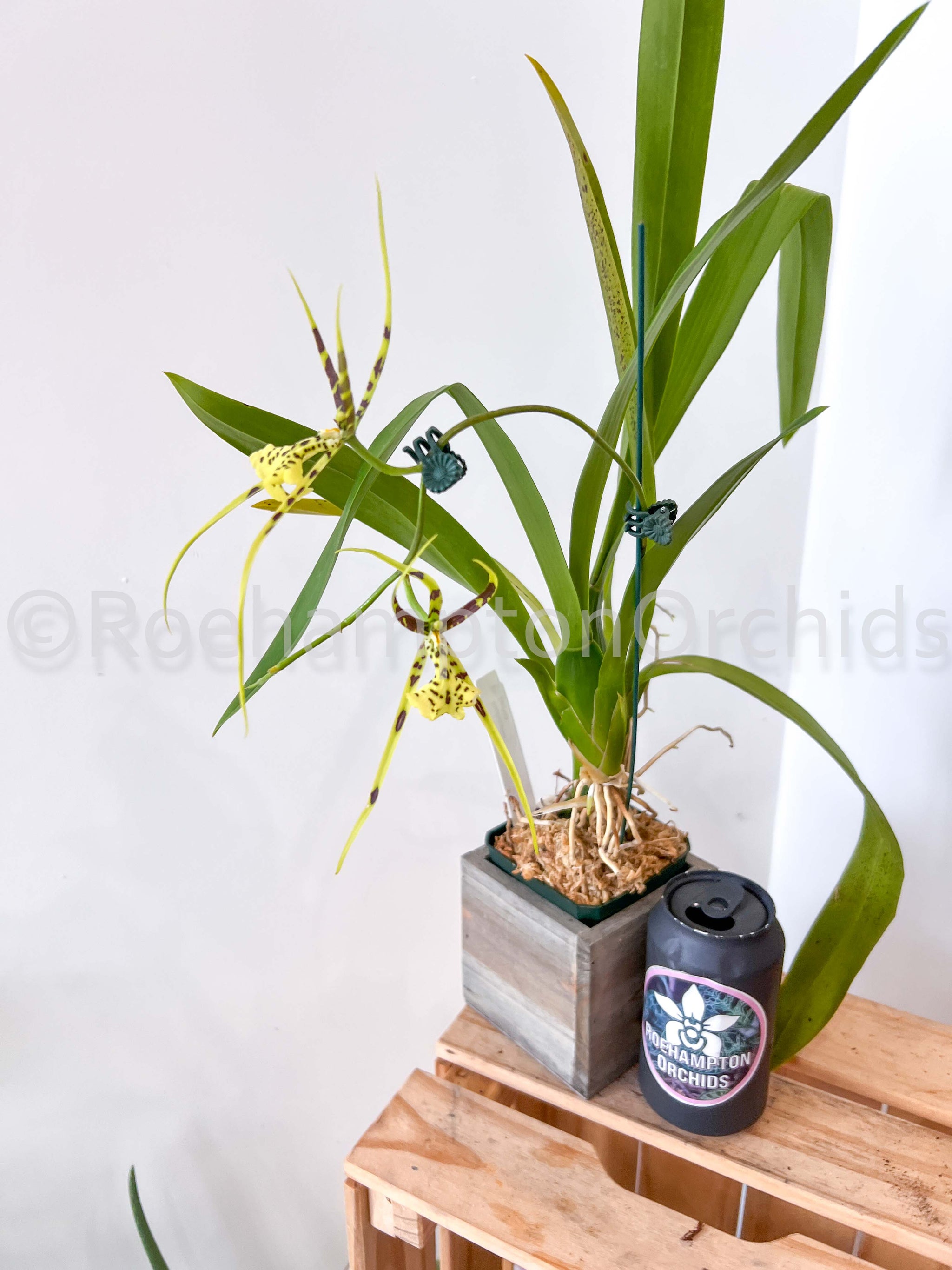 プルメリア　Petit Rainbow Brassia Rex – Roehampton Orchids