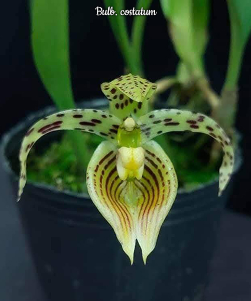 Bulb. costatum – Roehampton Orchids