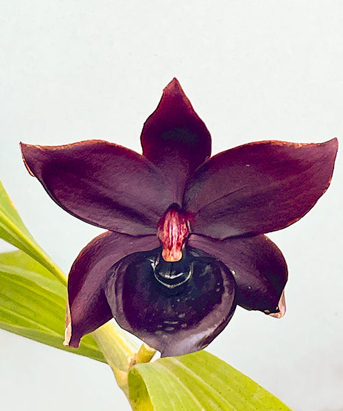 Cycd. Taiwan Black Pearl – Roehampton Orchids
