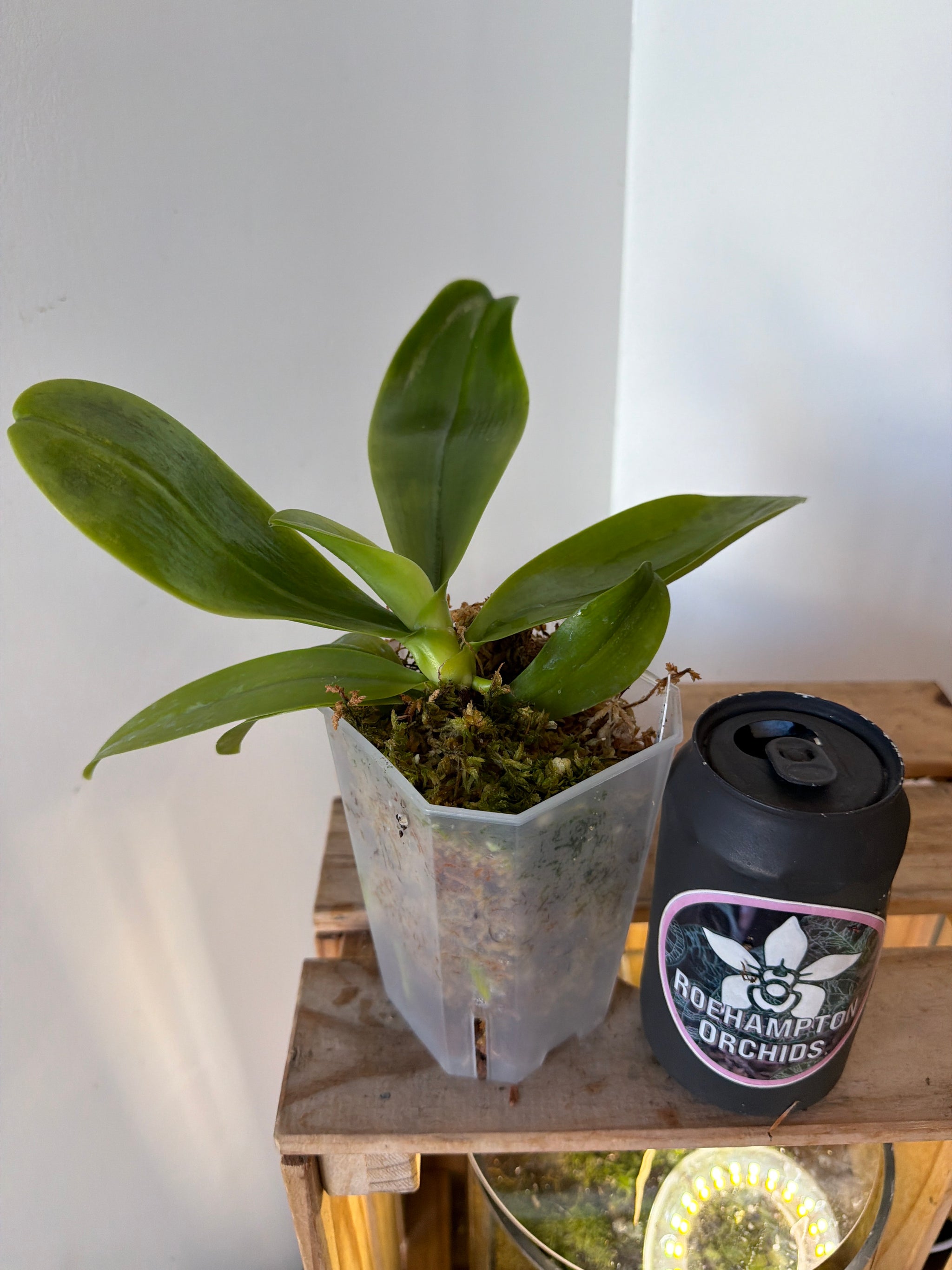Phal. hieroglyphica 'Big' – Roehampton Orchids