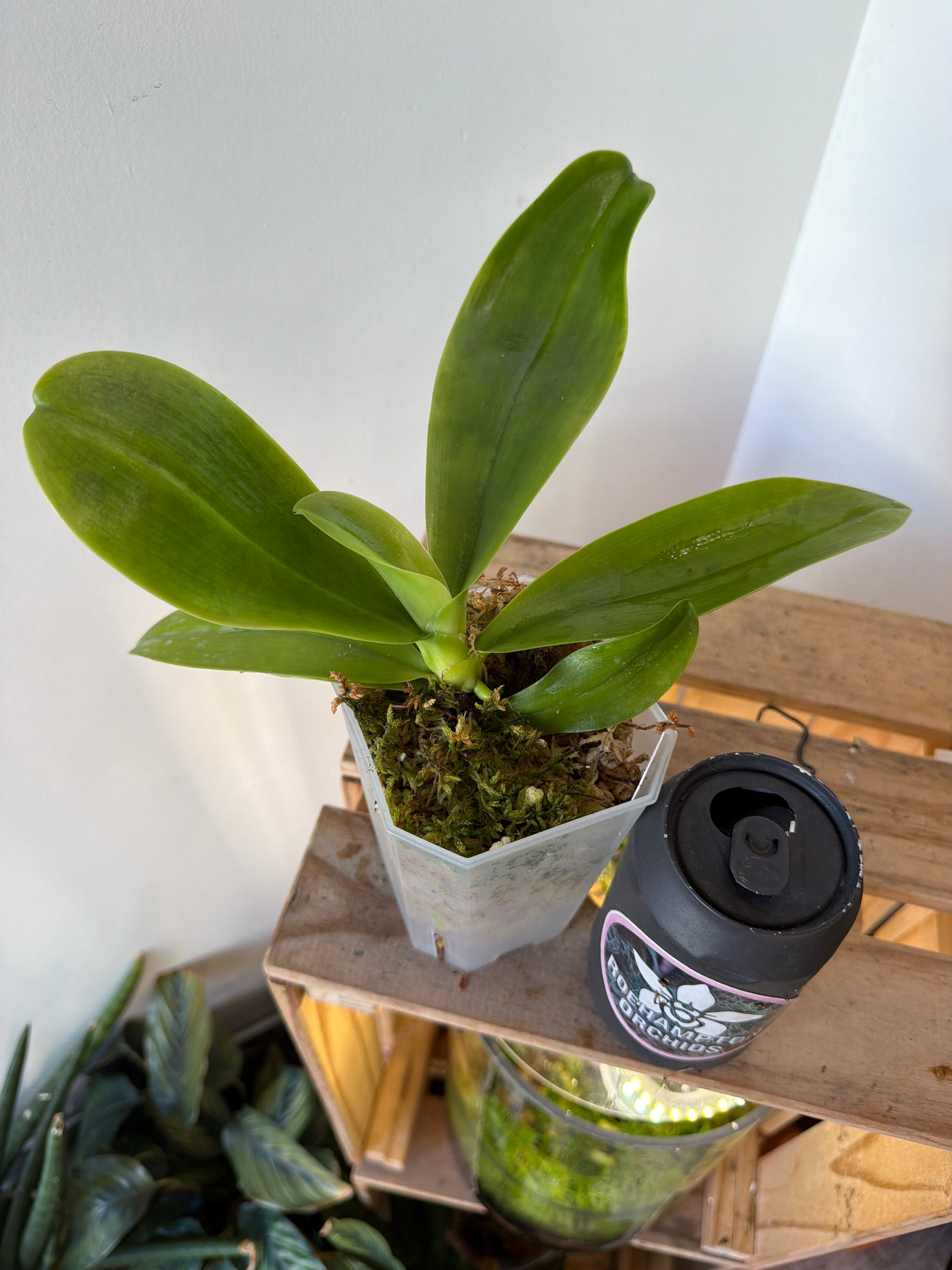 Phal. hieroglyphica 'Big' – Roehampton Orchids