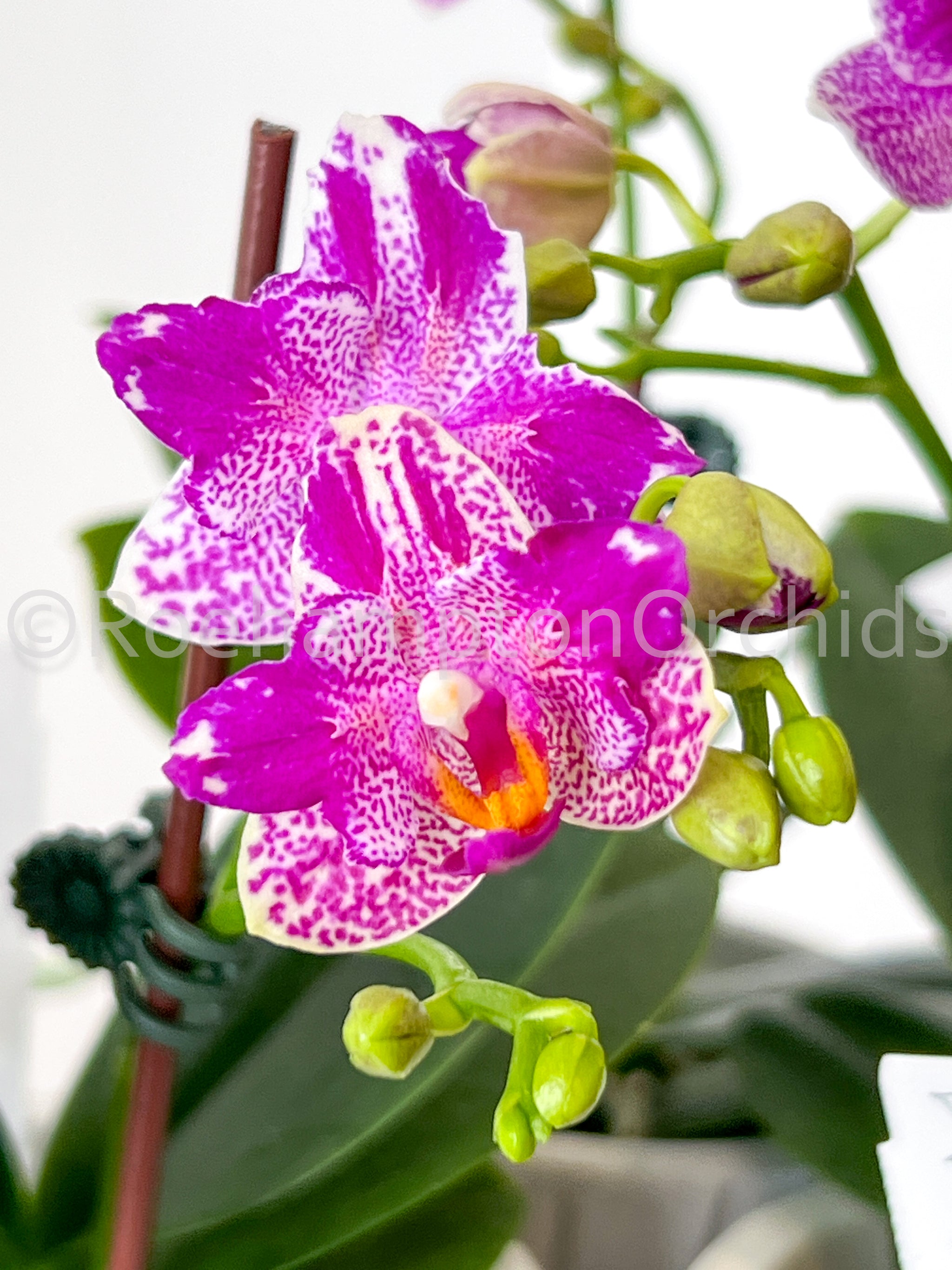 かおり ①花芽あり Phal. Hualien PinkGalaxy '272' (peloric)ファレノプシス