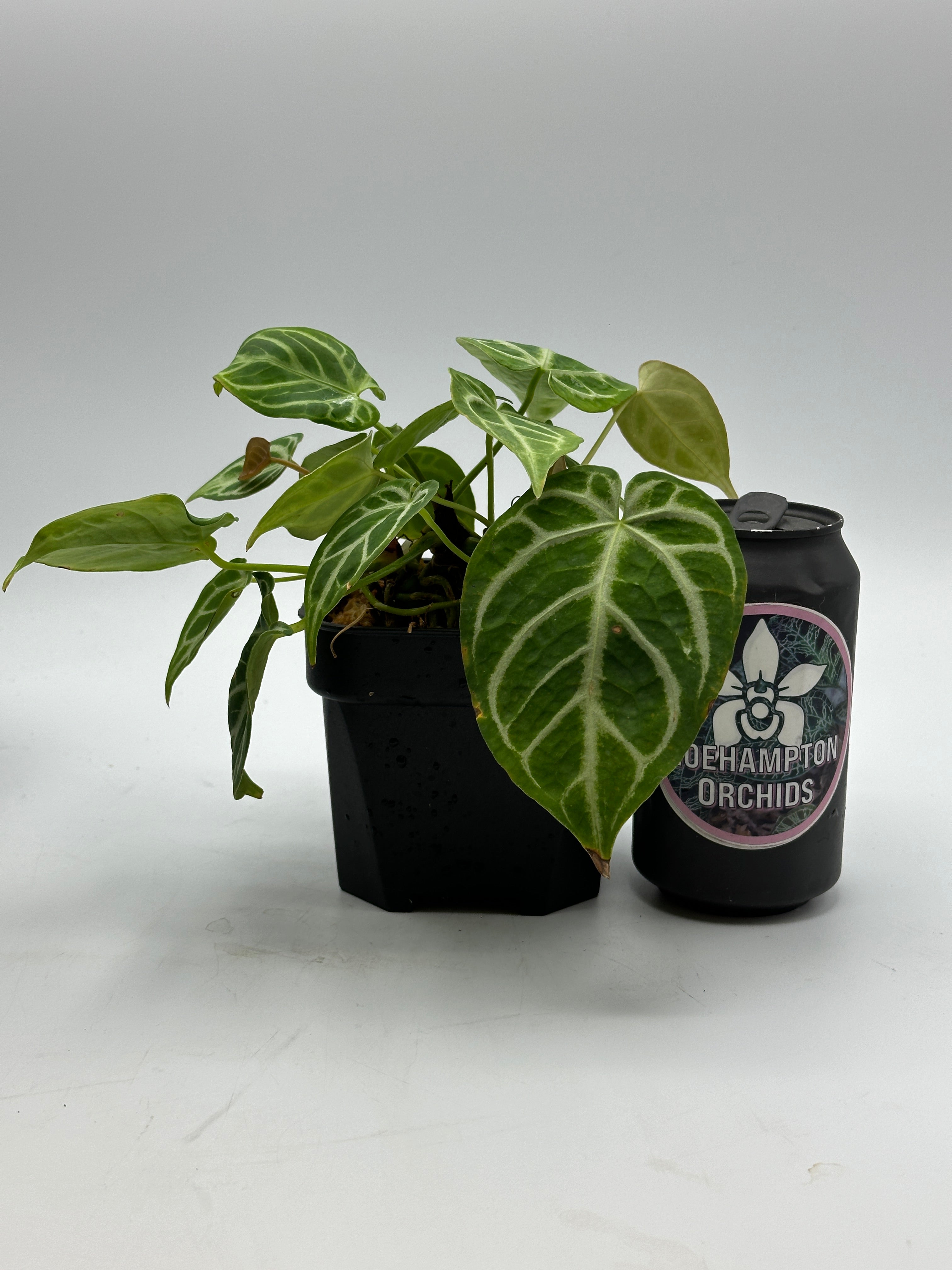 anthurium for sale toronto Anthurium crystallinum – Roehampton Orchids