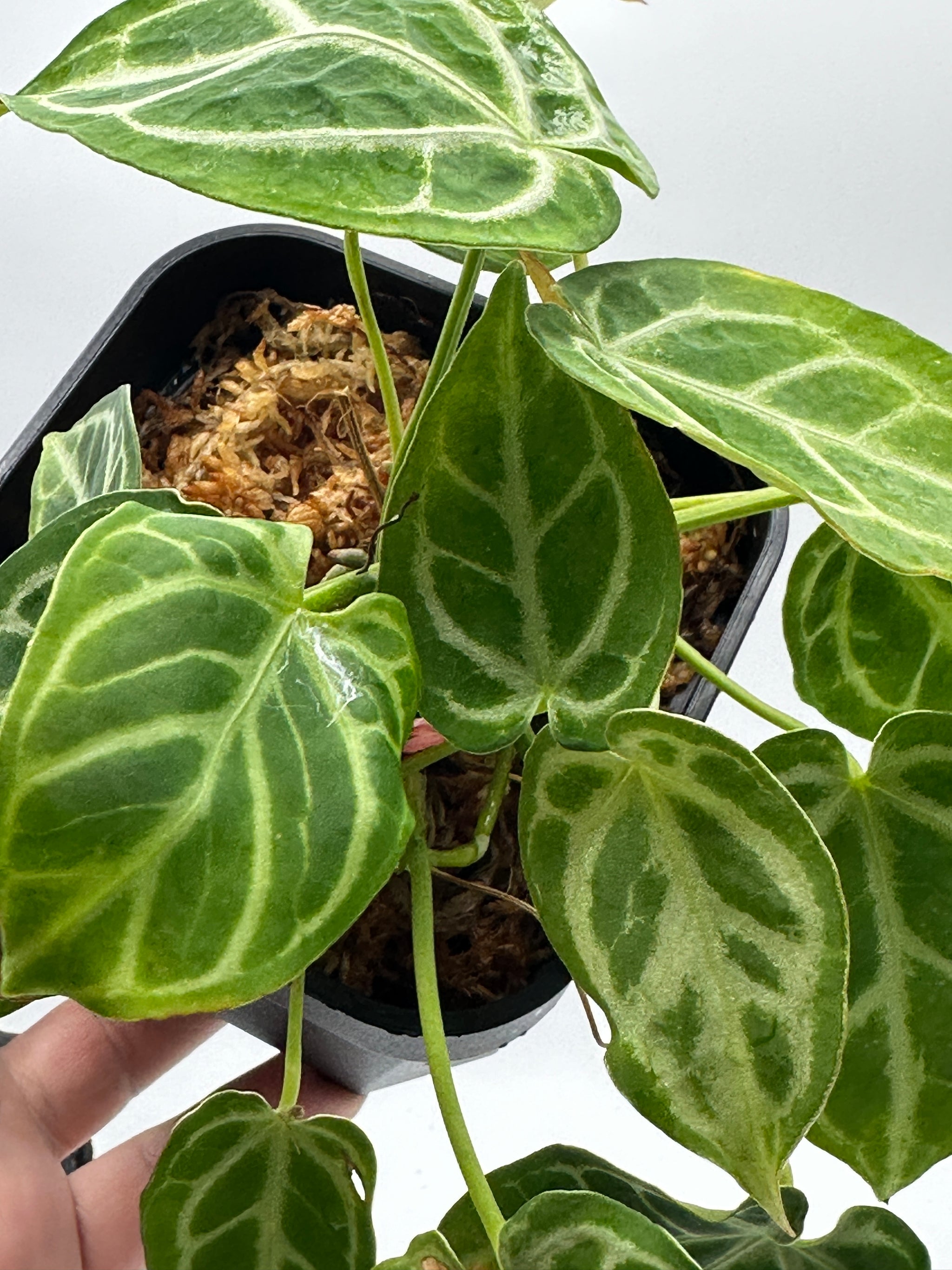 buy anthurium crystallinum Anthurium crystallinum – Roehampton Orchids