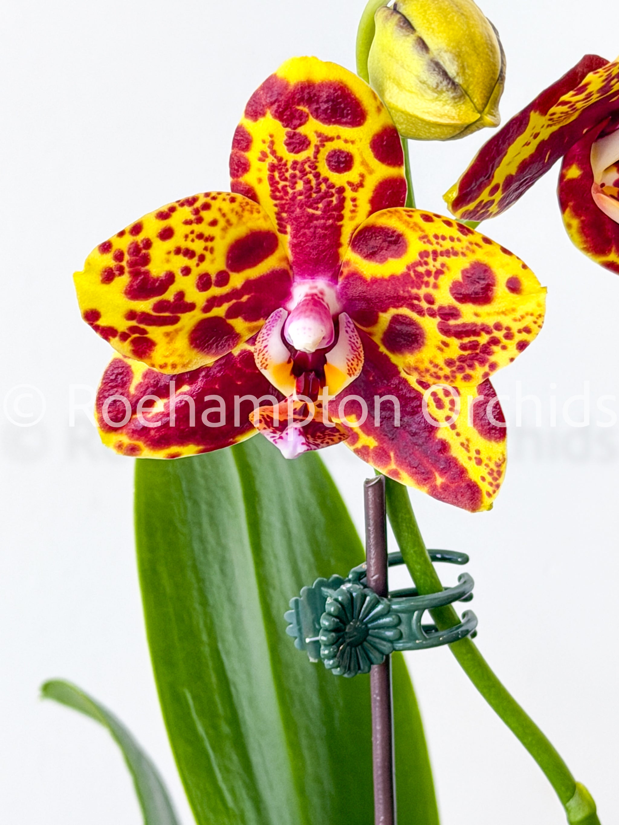 Phal. GW Green World 'Snakeskin' – Roehampton Orchids