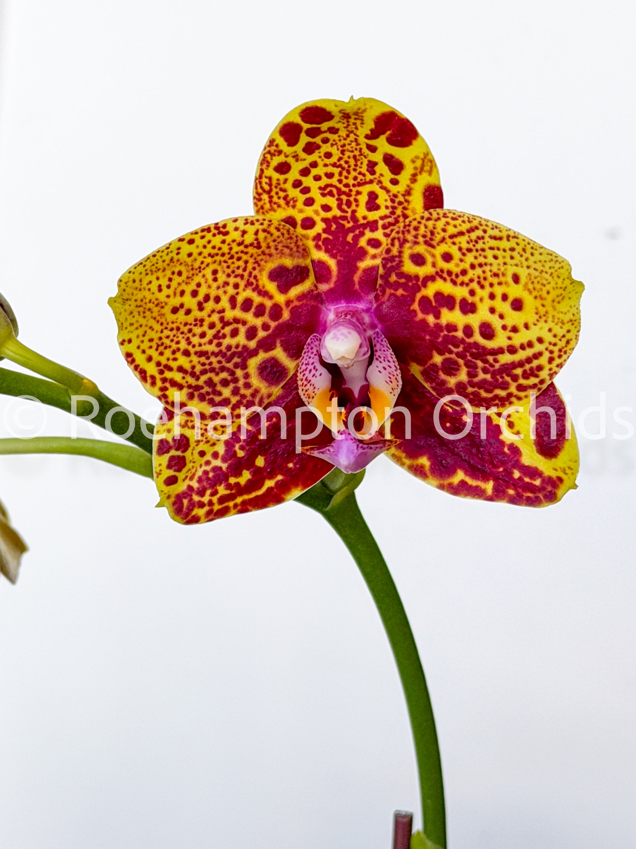 Phal. GW Green World 'Snakeskin' – Roehampton Orchids