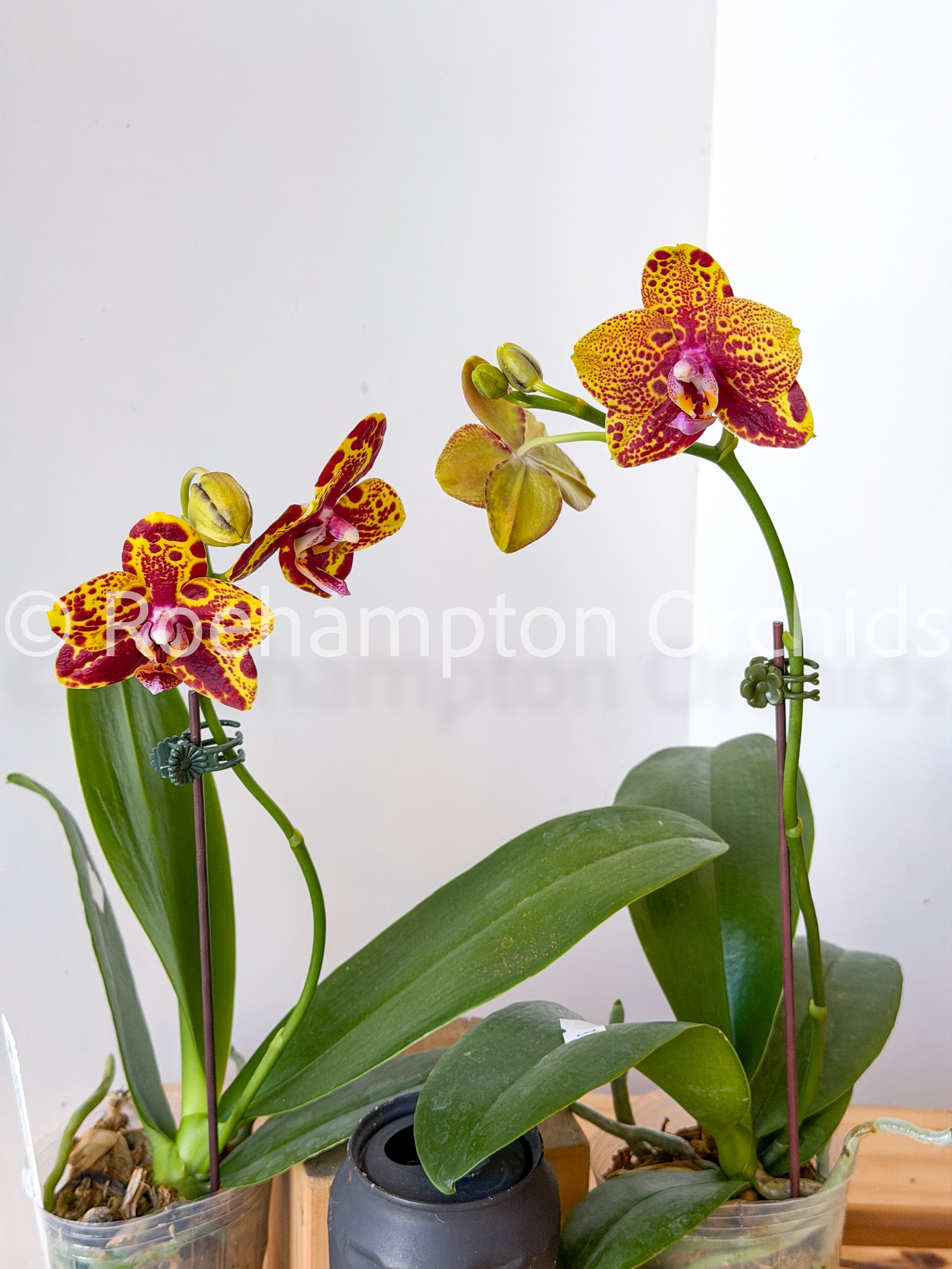 Phal. GW Green World 'Snakeskin' – Roehampton Orchids
