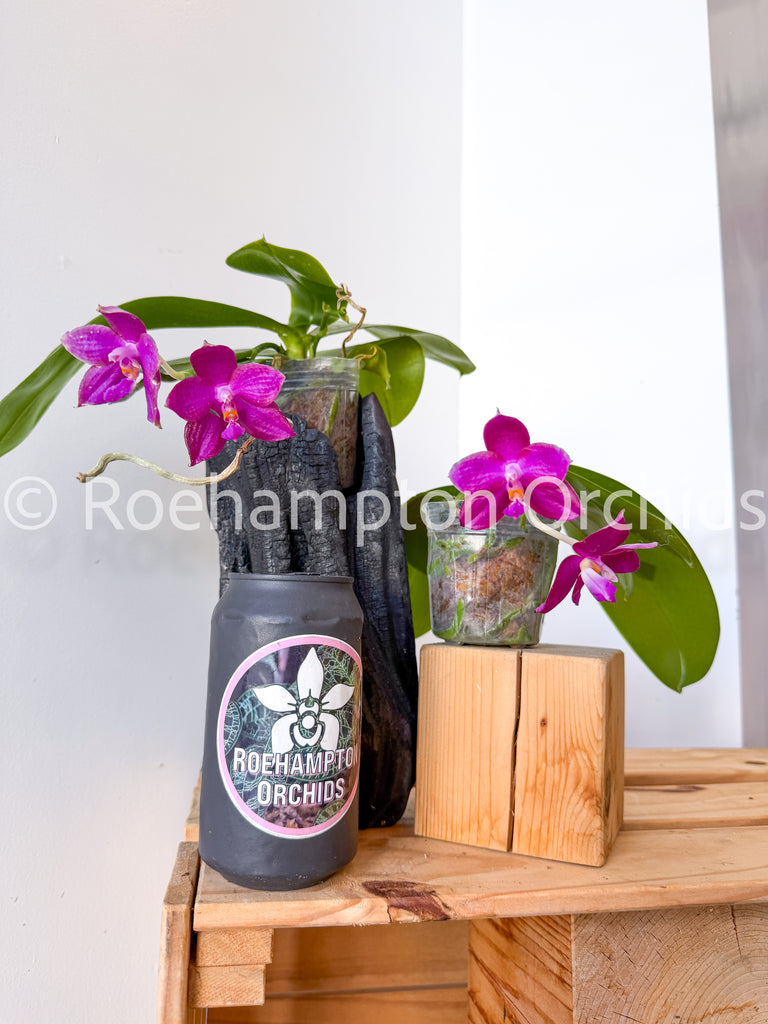 Phal. Lea Marie Salazar – Roehampton Orchids