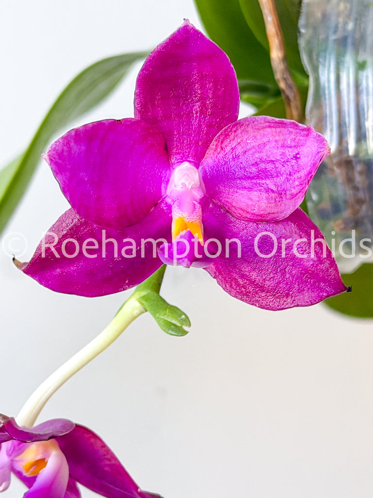 Phalaenopsis (All) – Roehampton Orchids