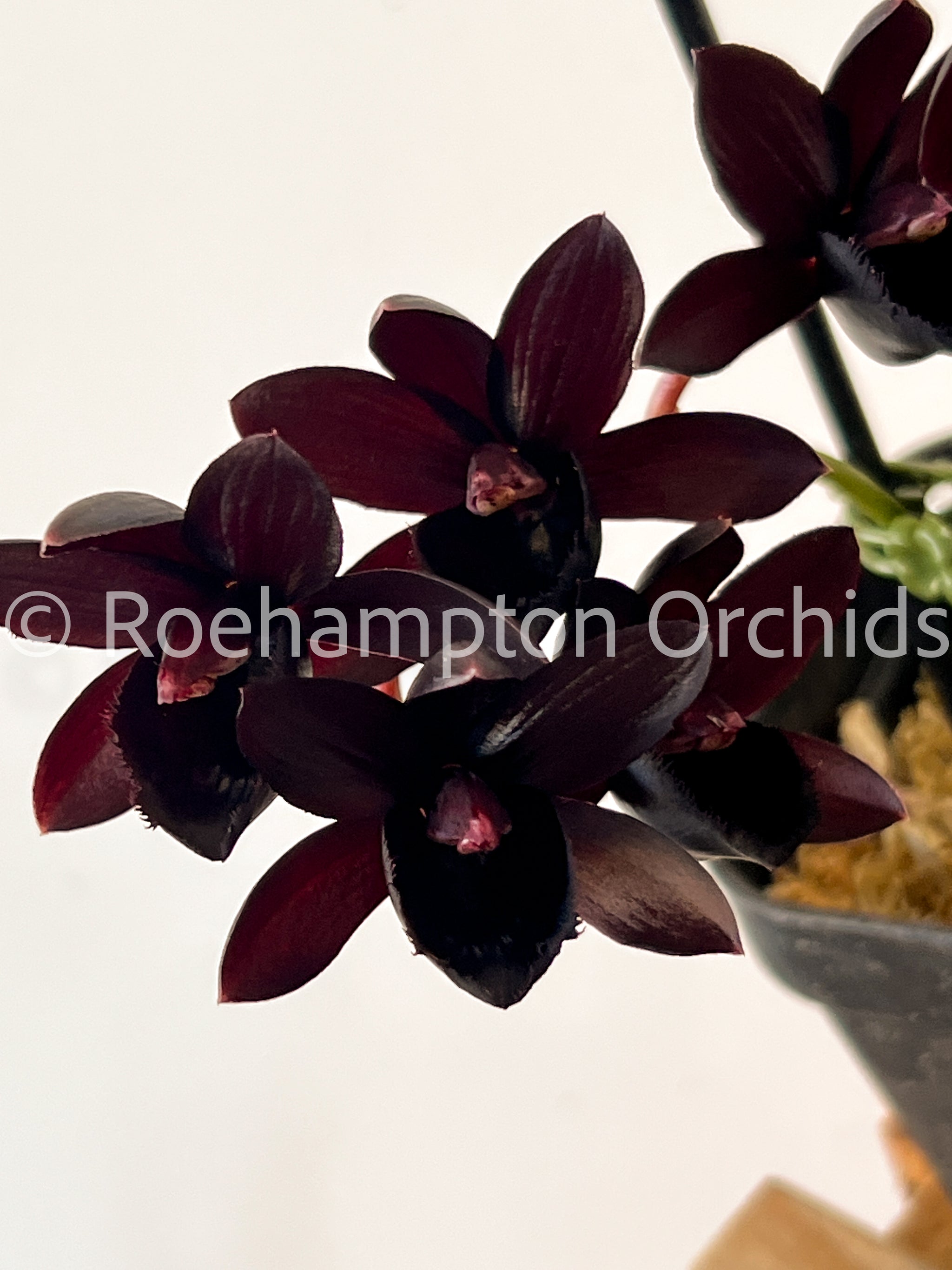 FDK After Dark 'SVO Black Pearl' FCC/AOS – Roehampton Orchids