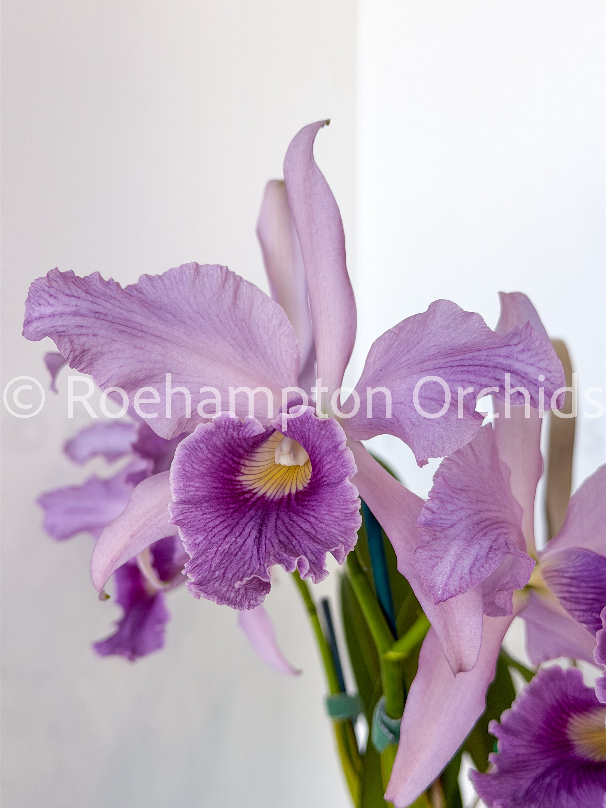 【世界に25枚】HALCA Azure 14/25 MSR HC GALLERY Cattleya Canhamiana 'Azure Sky' AM/AOS – Roehampton Orchids
