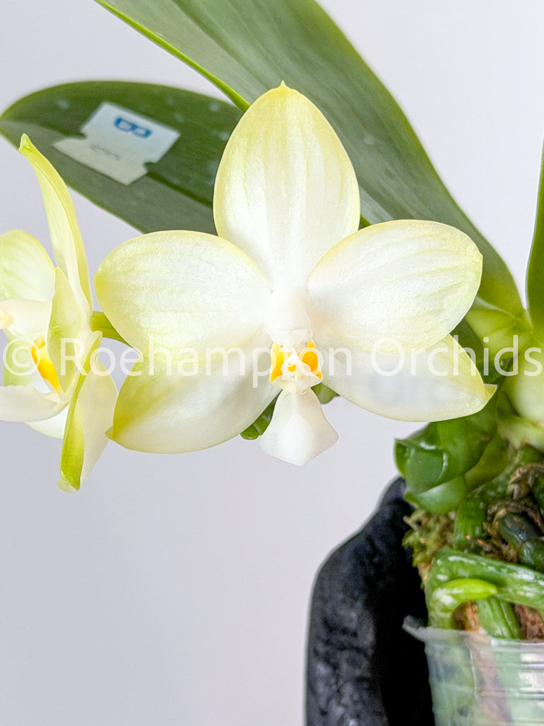 Polychilos Polychilos Phalaenopsis - The 'Summer Star' Subgenus! – Roehampton Orchids
