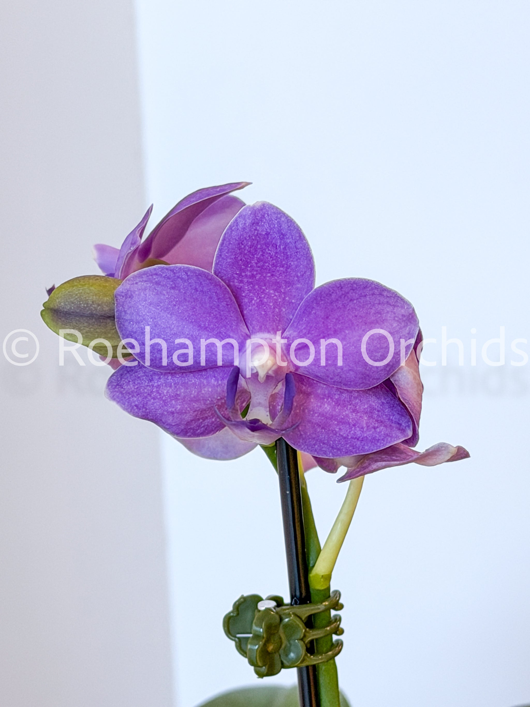 Phal. Yu-Yang Little Peacock – Roehampton Orchids