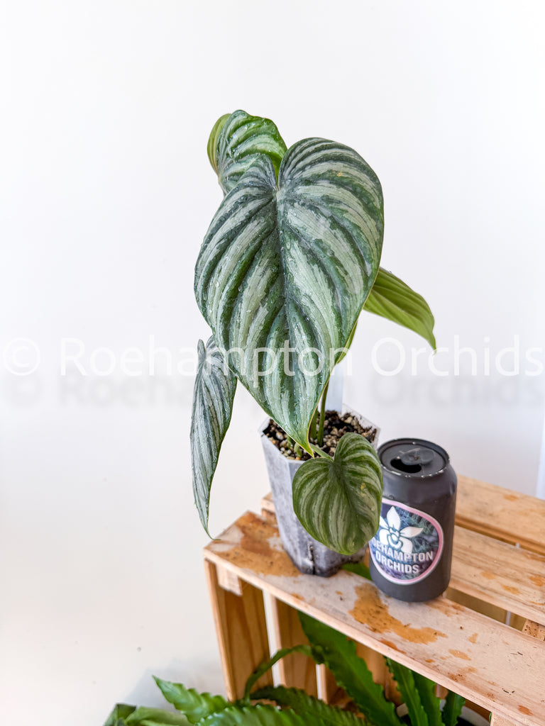 Philodendron plowmanii 'Watermelon'  Roehampton Orchids