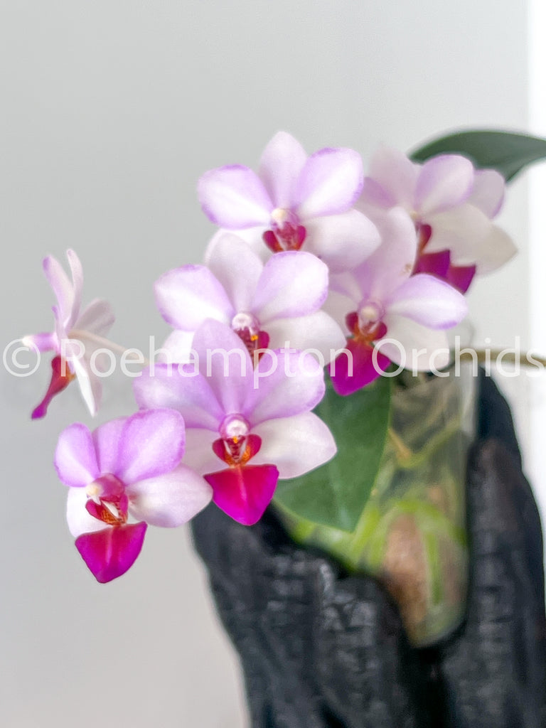 Phalaenopsis (All) – Roehampton Orchids