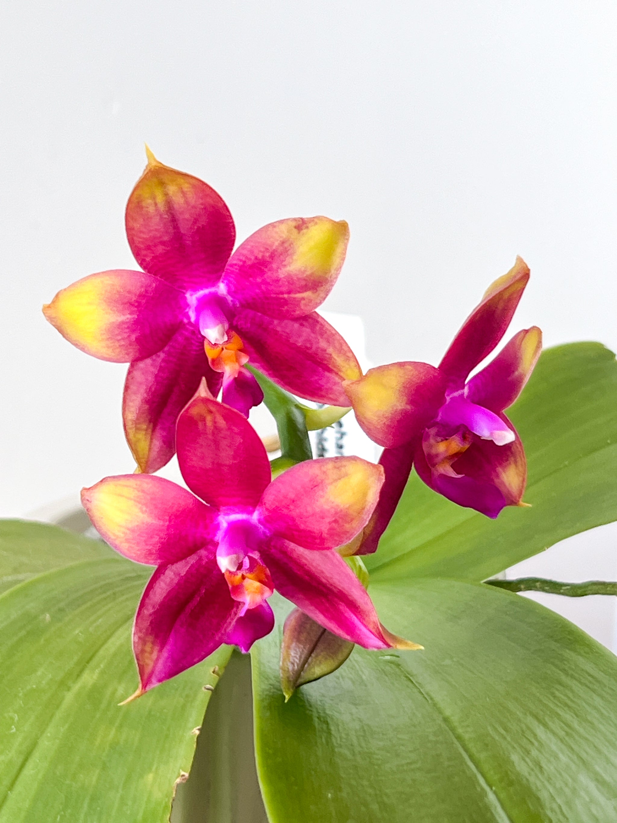 Phal. Meidarland Kaiulani '700' HCC/AOS – Roehampton Orchids