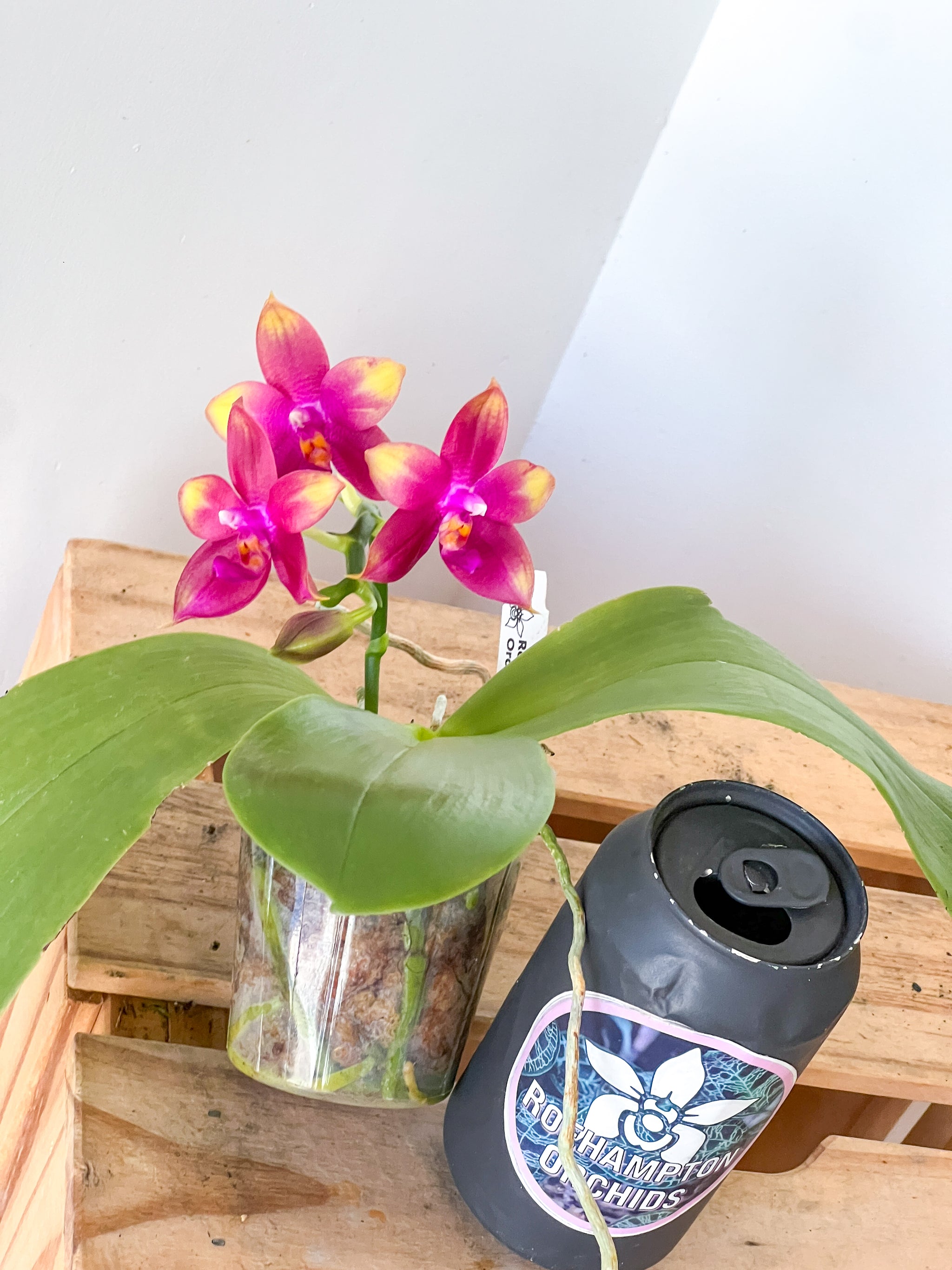 Phal. Meidarland Kaiulani '700' HCC/AOS – Roehampton Orchids